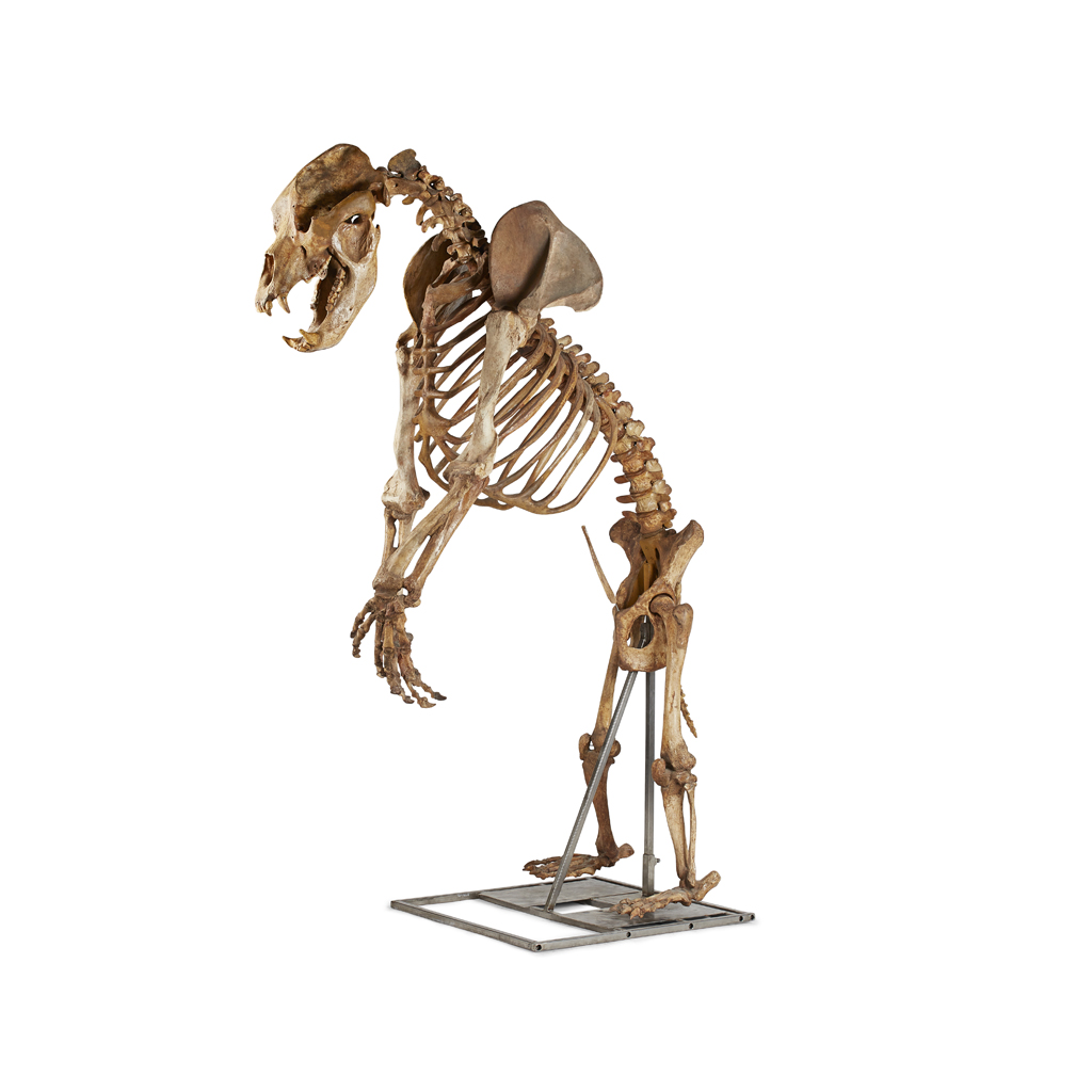 FULLY ARTICULATED CAVE BEAR SKELETON