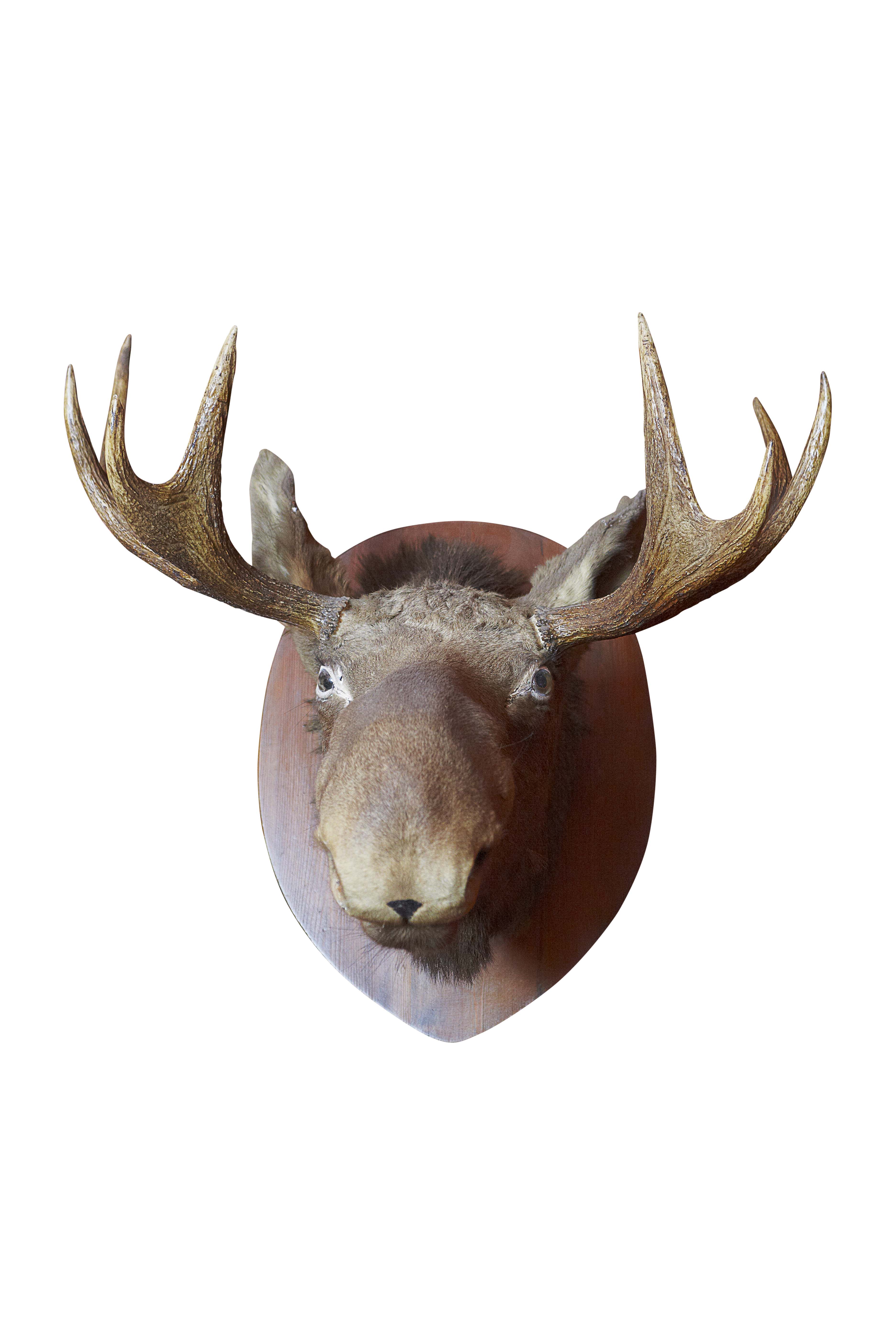 TAXIDERMY ELK HEAD