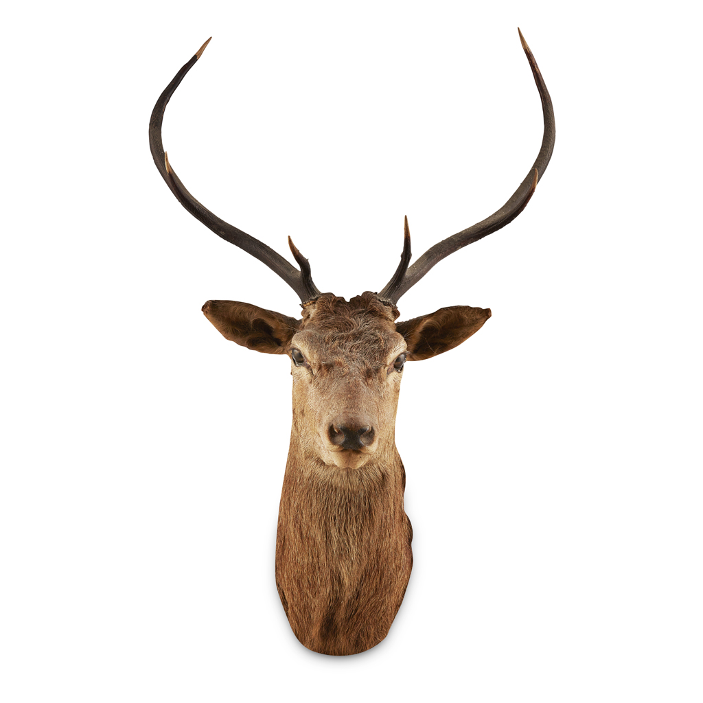 TWO TAXIDERMY STAG'S HEAD MOUNTS