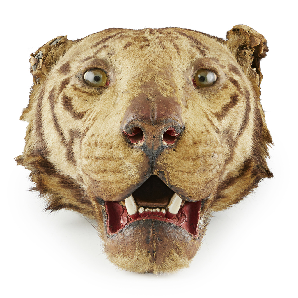 LARGE TAXIDERMY TIGER HEAD MOUNT