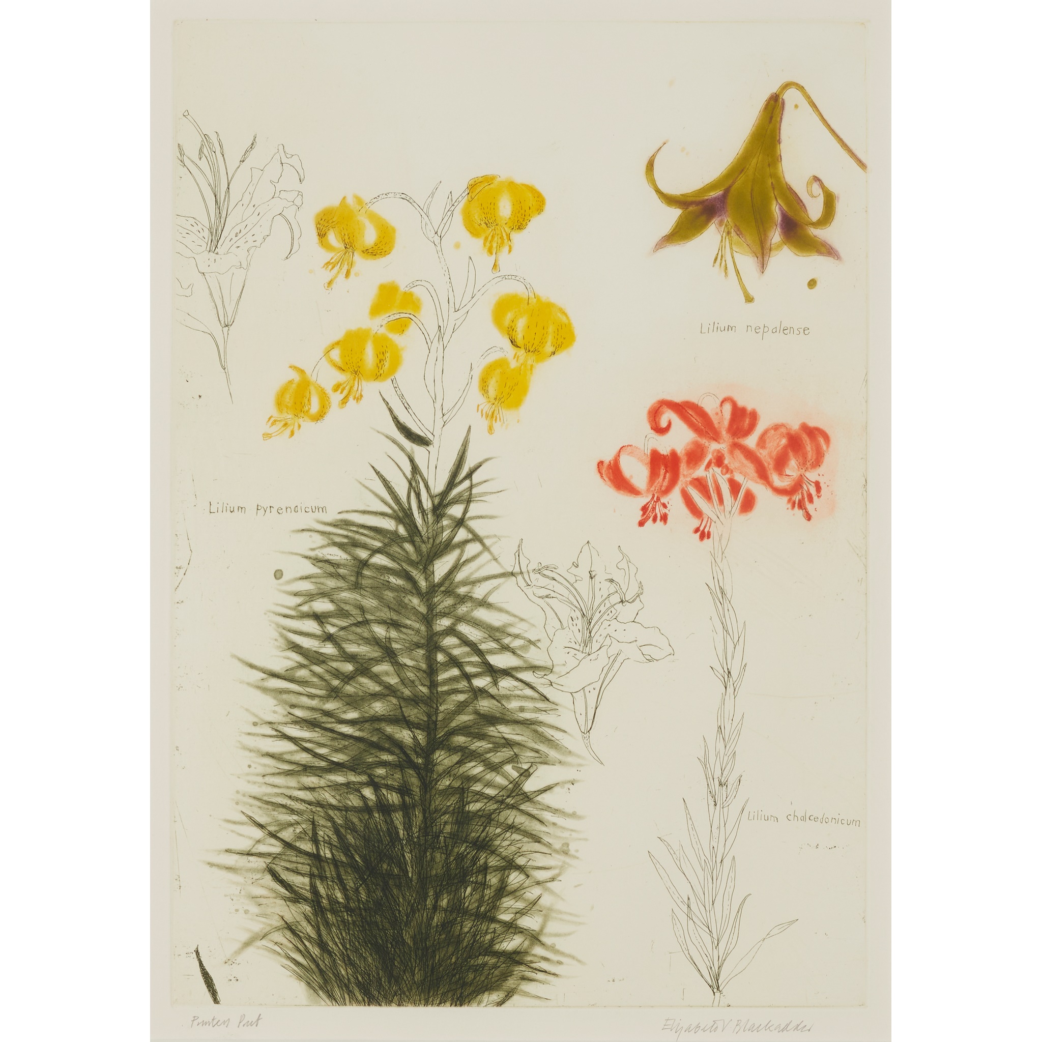 DAME ELIZABETH BLACKADDER O.B.E., R.A., R.S.A., R.S.W., R.G.I., D.Litt (BRITISH 1931-2021)