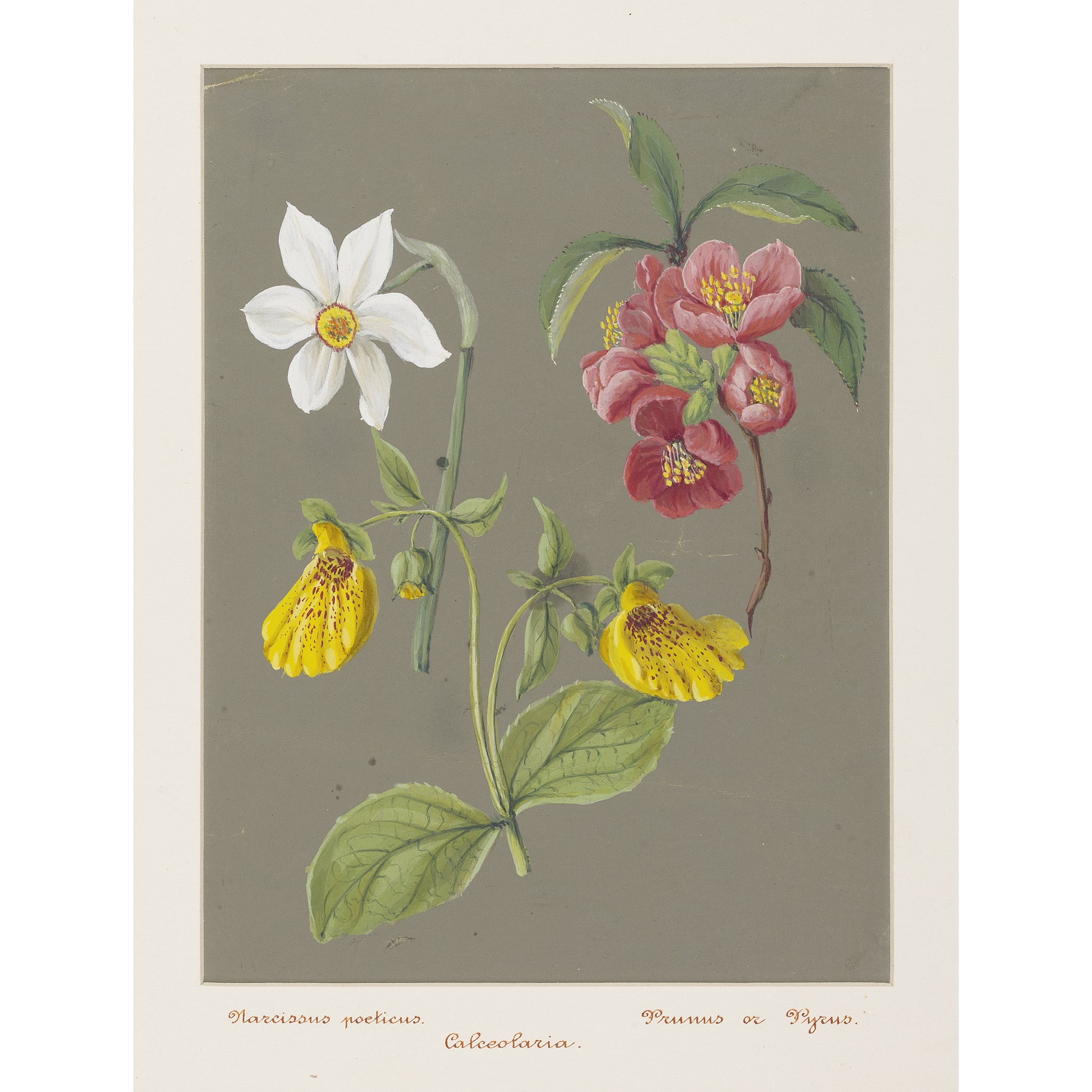 Botanical watercolours - Clementine Dundas Bartolucci