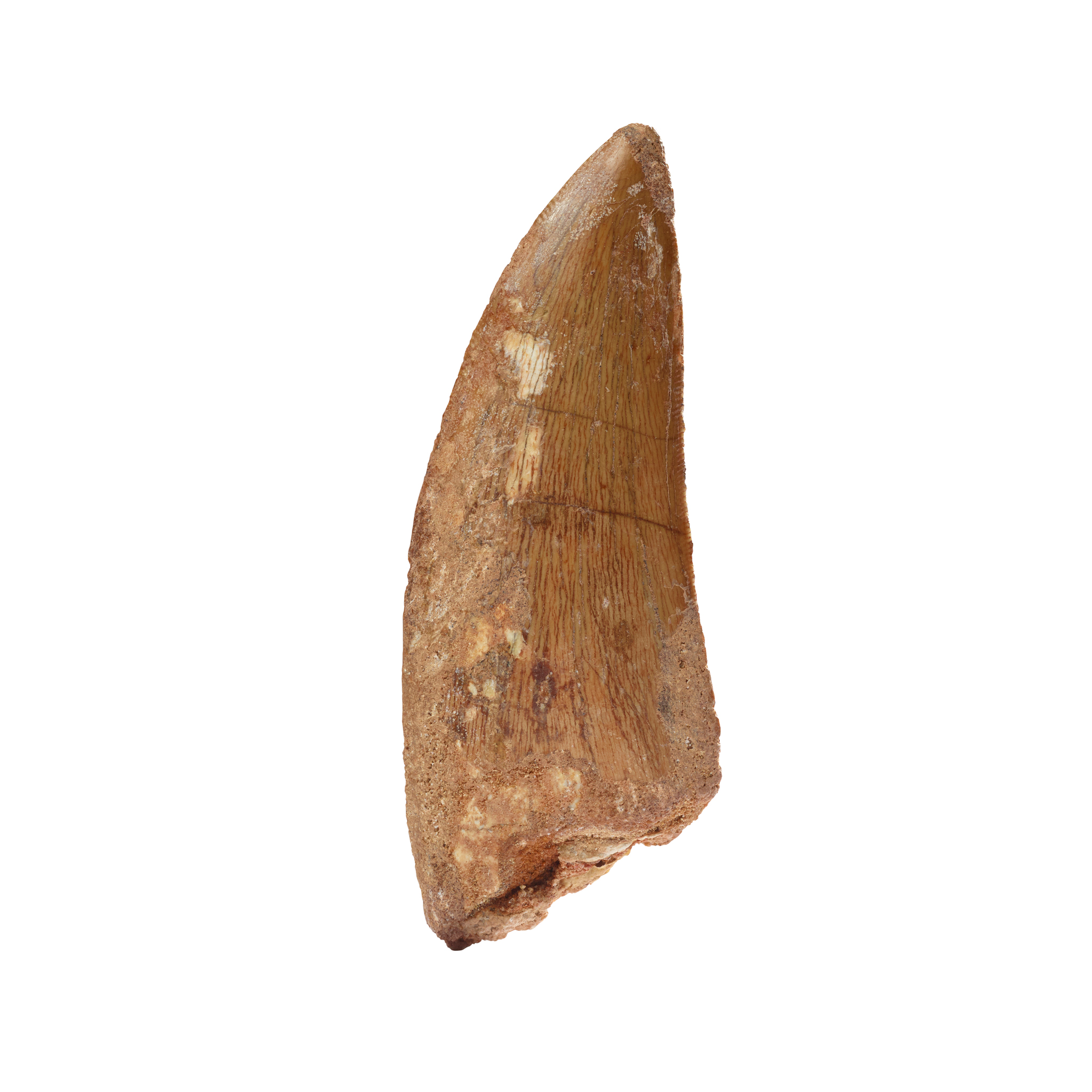 DINOSAUR TOOTH, AFRICAN "T-REX", CARCHARODONTOSAURUS SAHARICUS