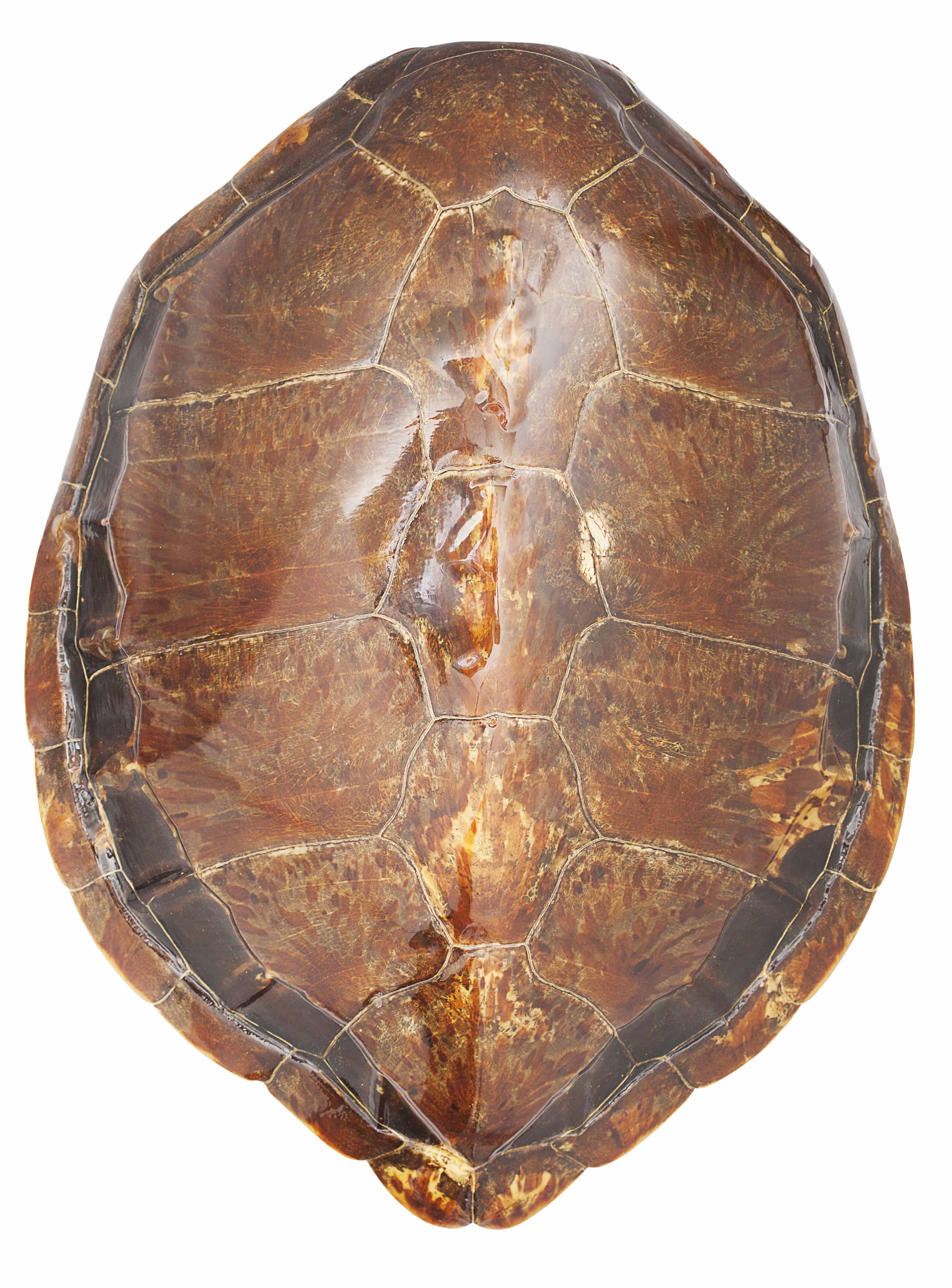 TWO GREEN TURTLE SHELLS