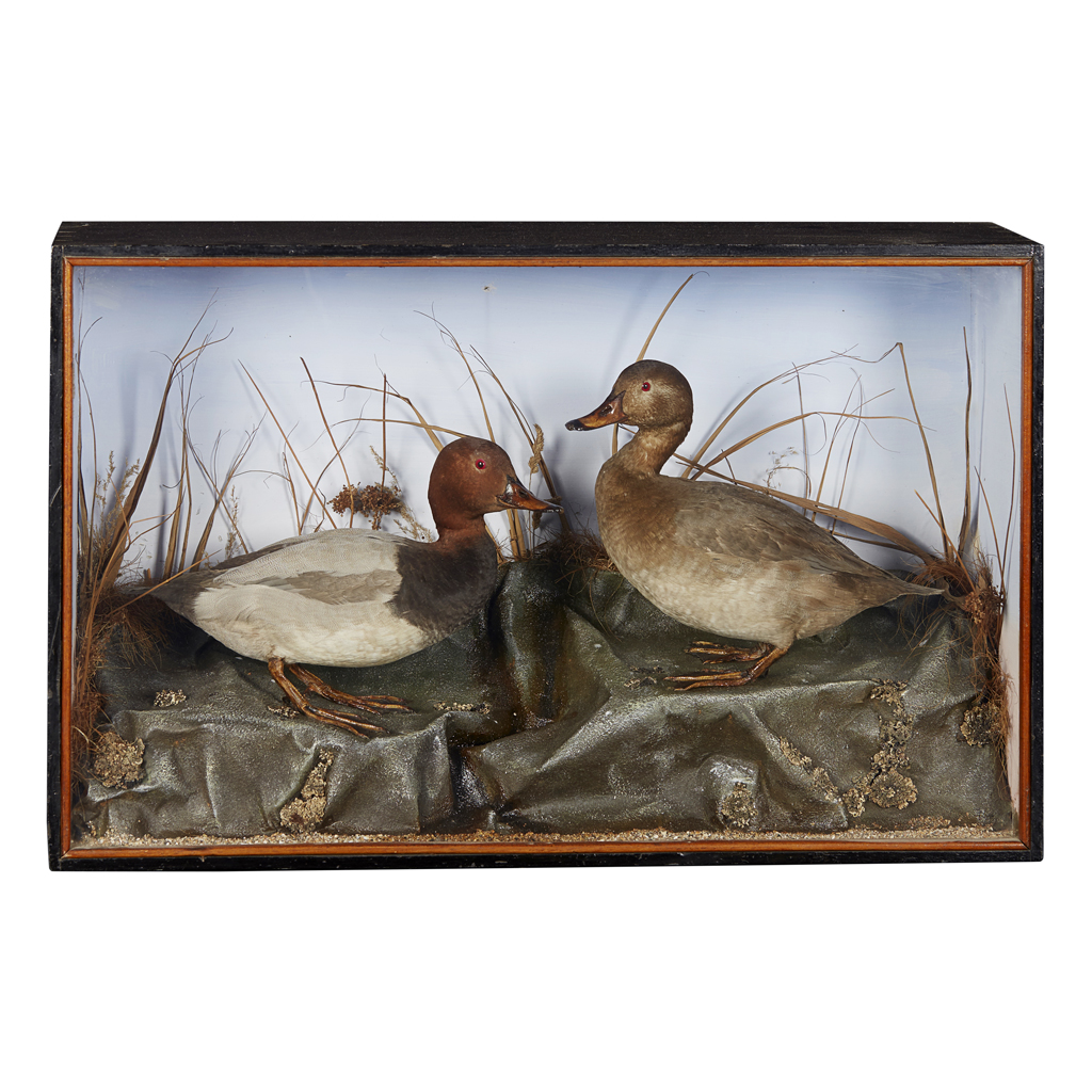 TWO CASES OF TAXIDERMY DUCKS