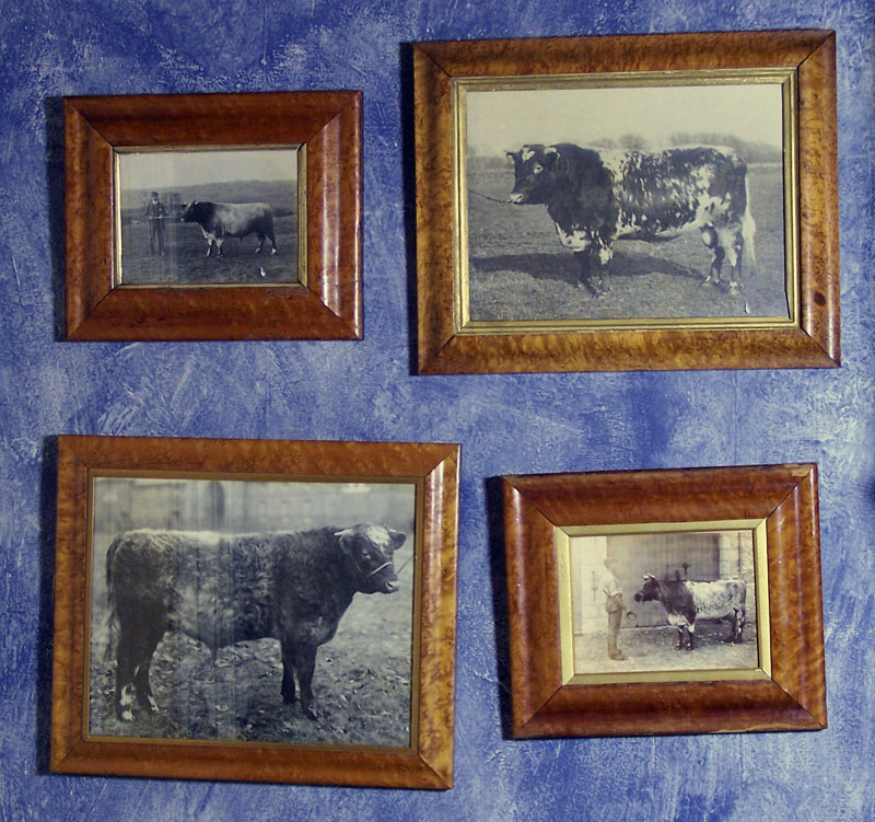A group of five Victorian burr maple frames (5)