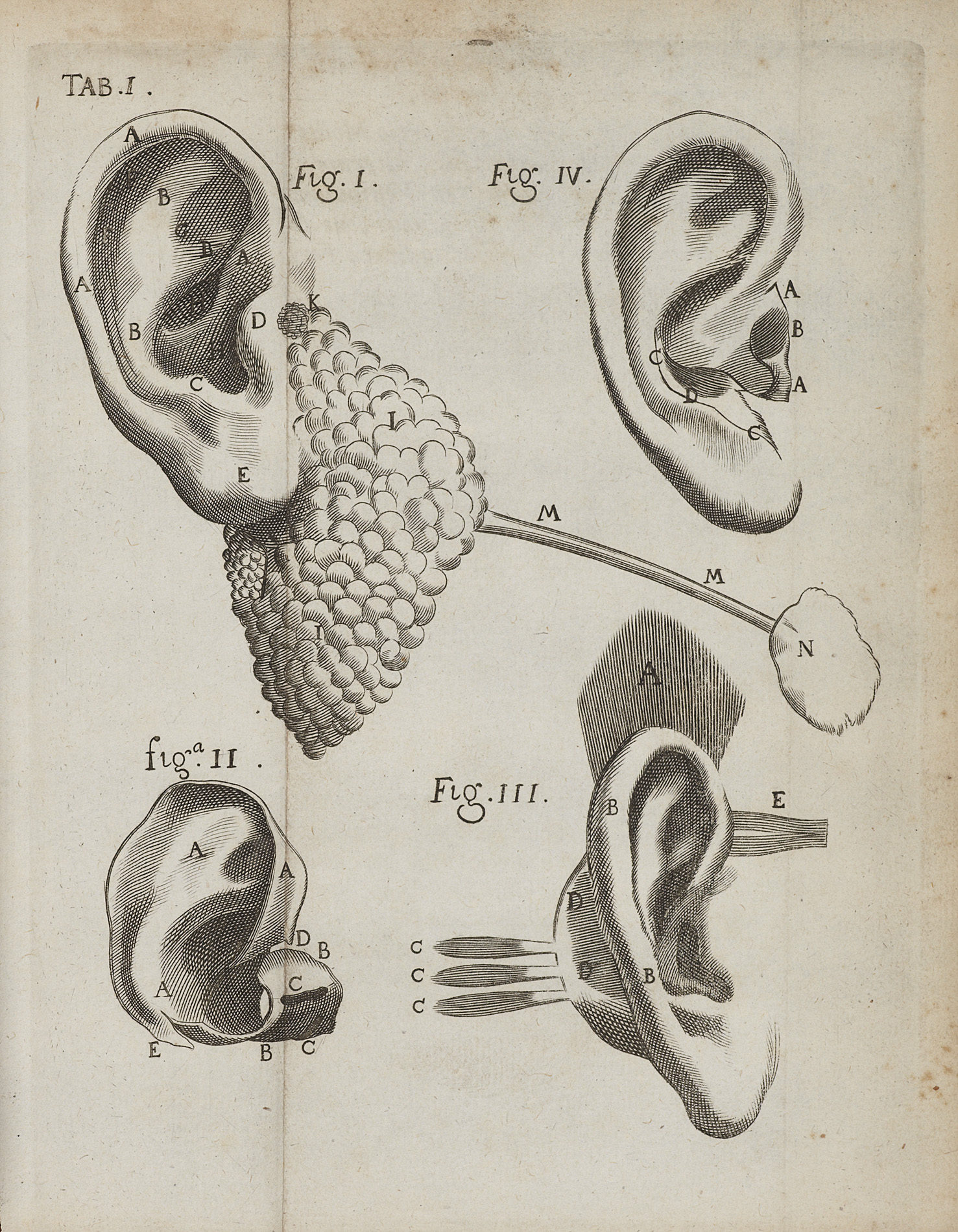 Valsalva, Antonio Maria