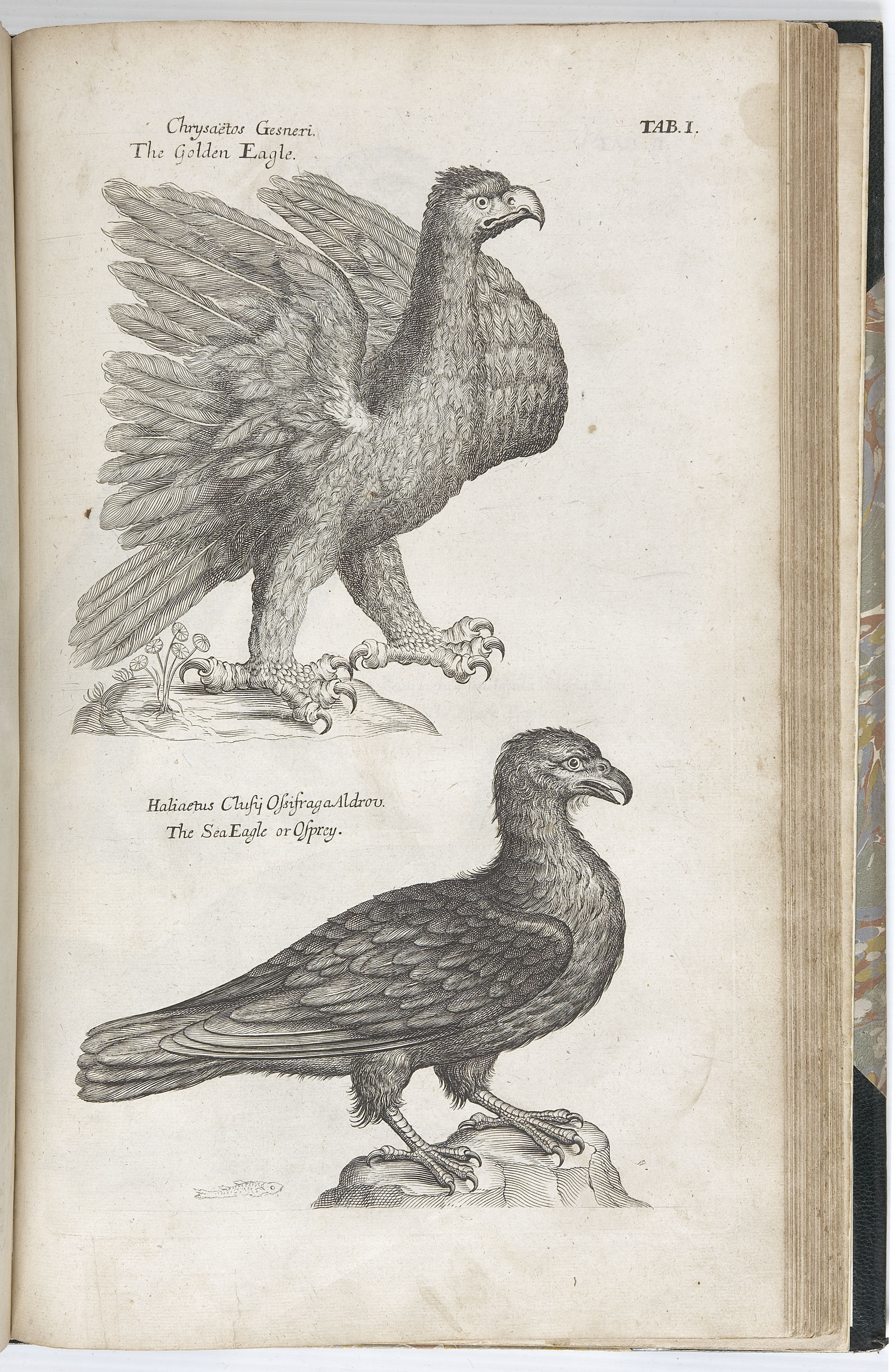 Willughby, Francis and John Ray