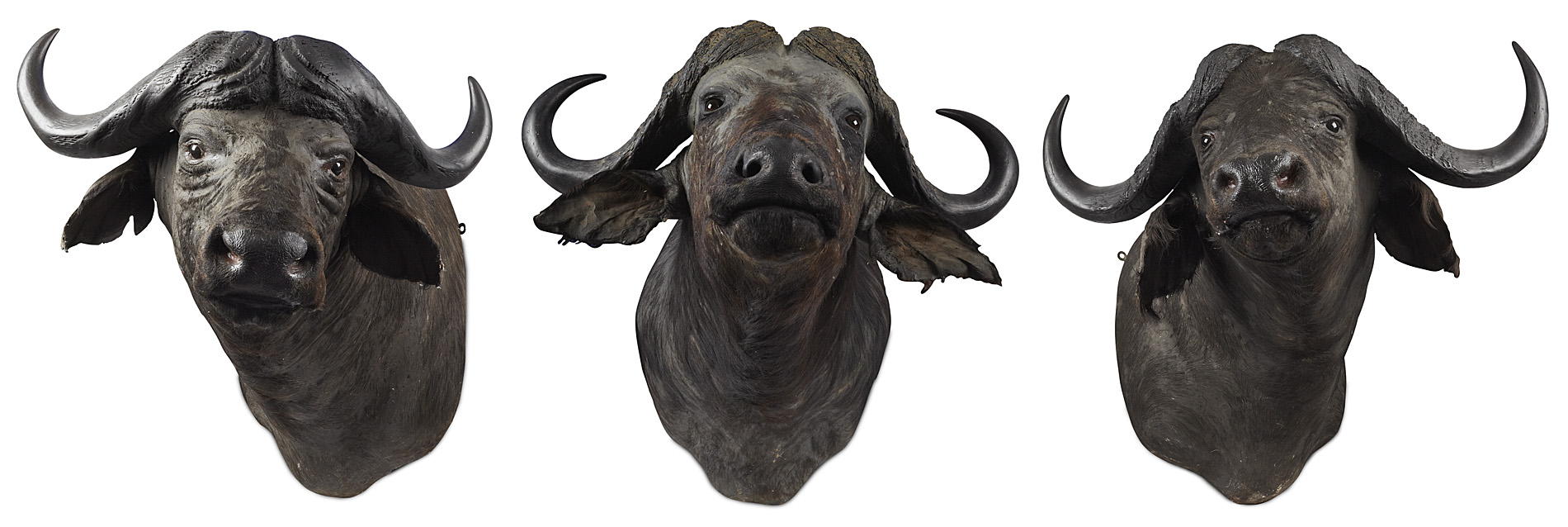 SET OF THREE TAXIDERMY AFRICAN BUFFALO HEADS
