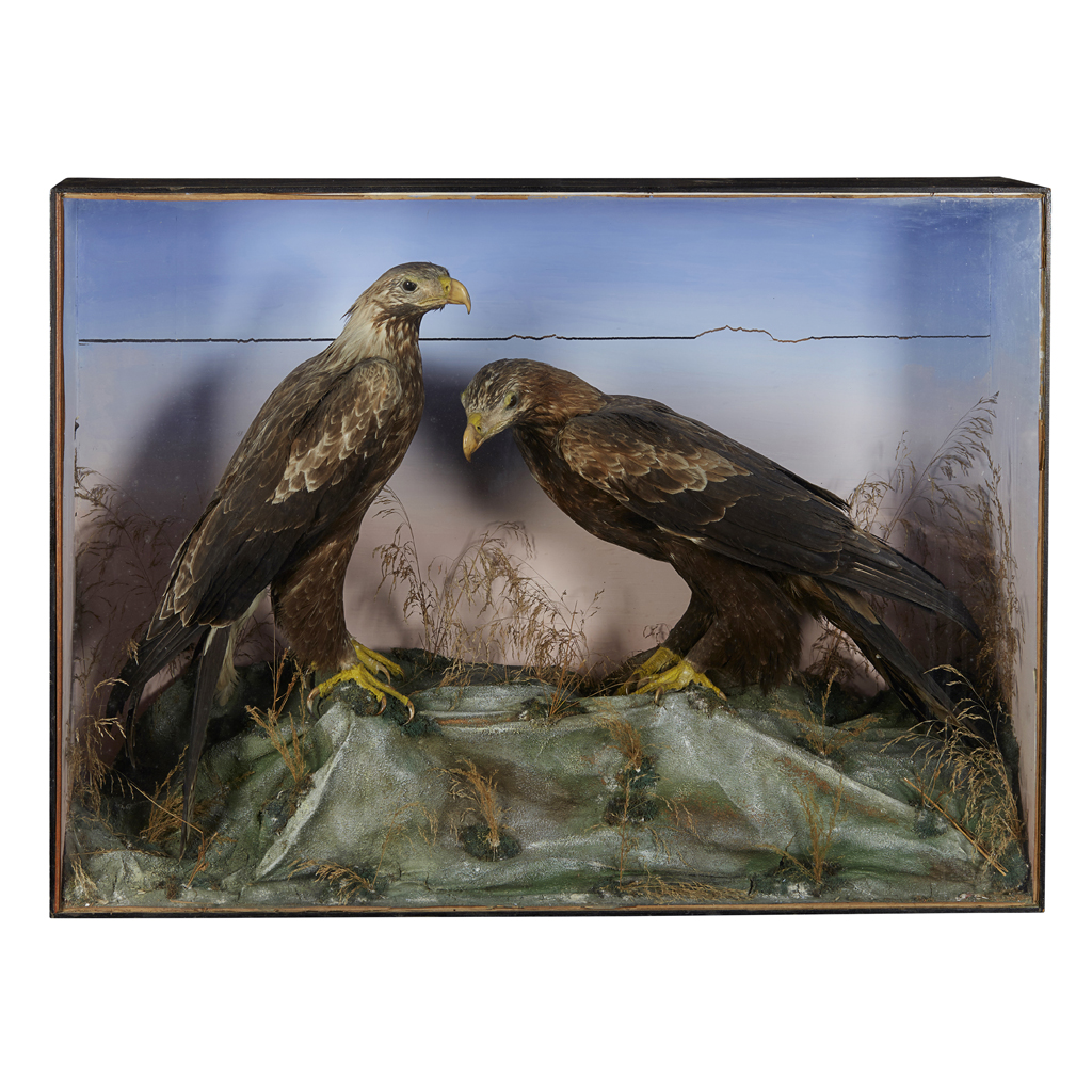 CASED PAIR OF TAXIDERMY GOLDEN EAGLES