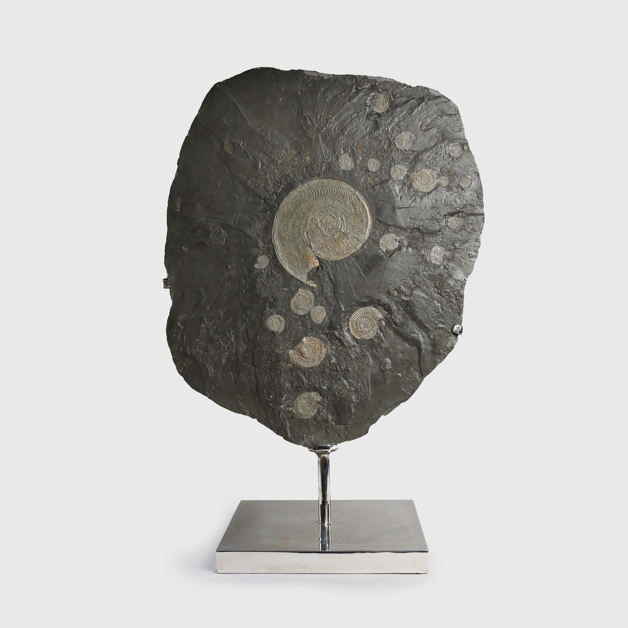 LARGE AMMONITE PLATE