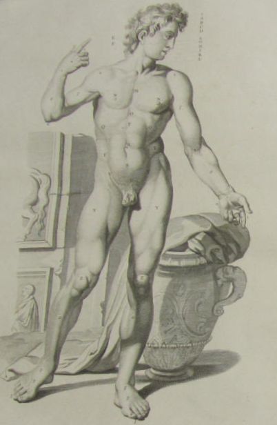 Albinus, Bernard Siegfried