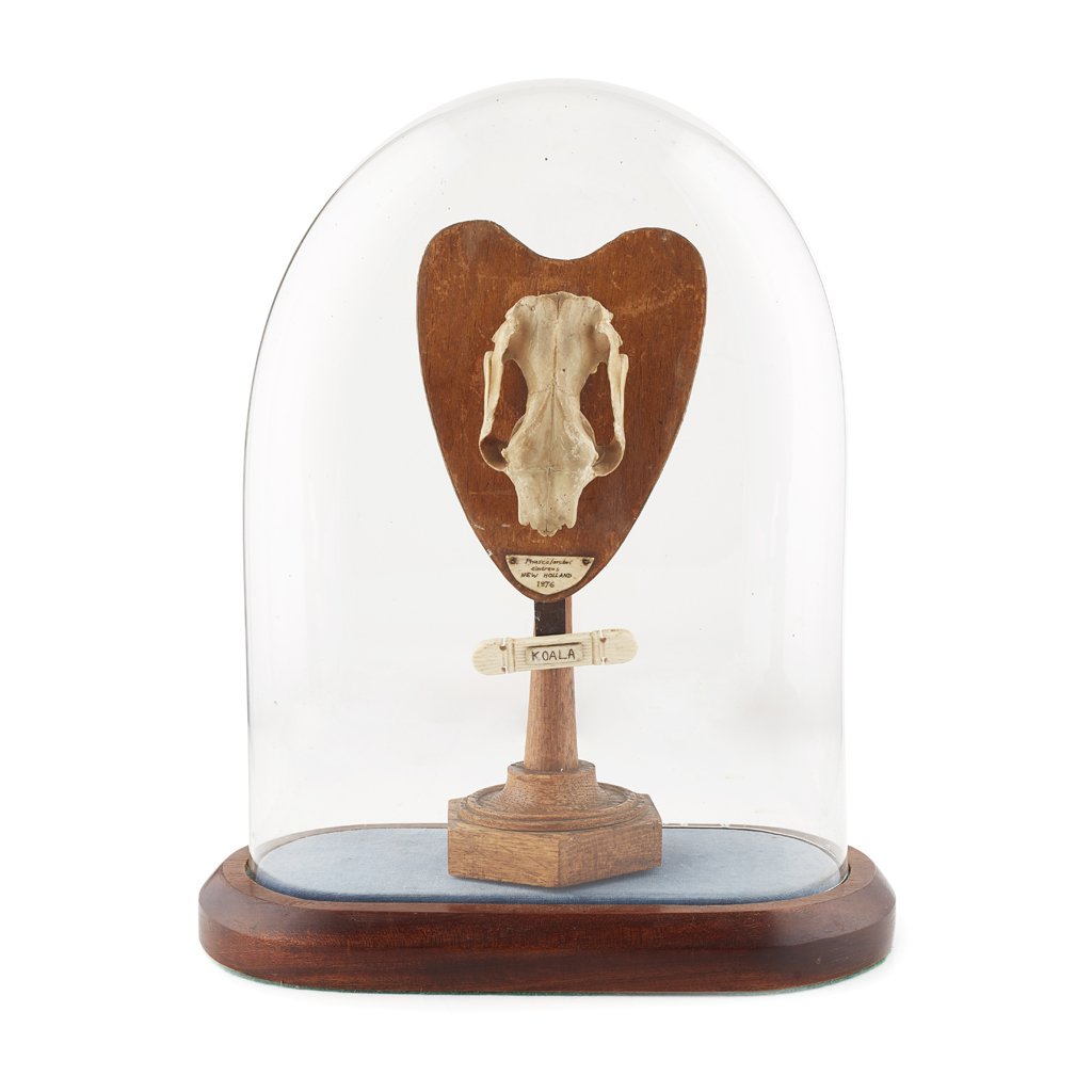 CASED MOUNTED KOALA SKULL