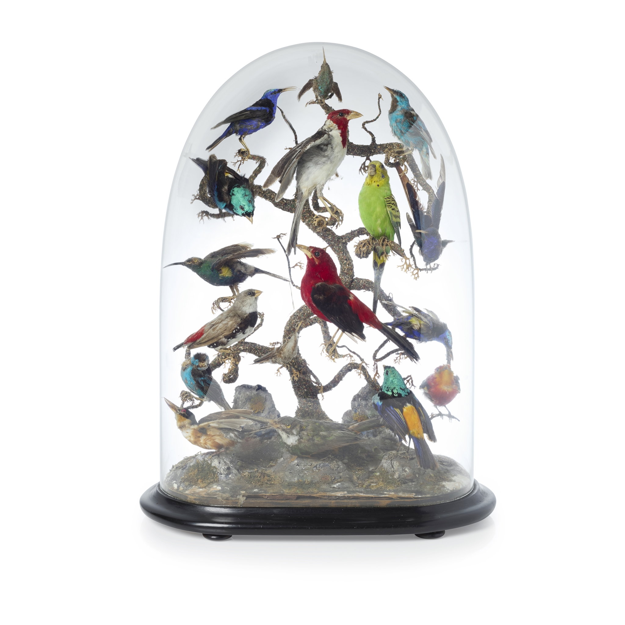 VICTORIAN TAXIDERMY BIRD DISPLAY AND DOME