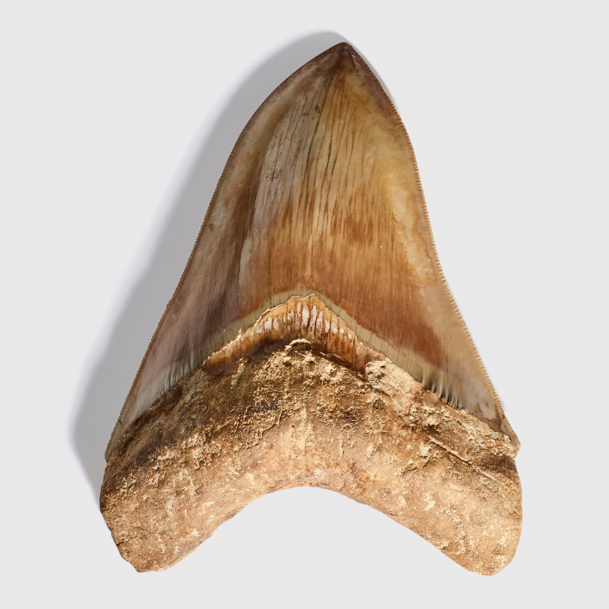 MEGALODON TOOTH