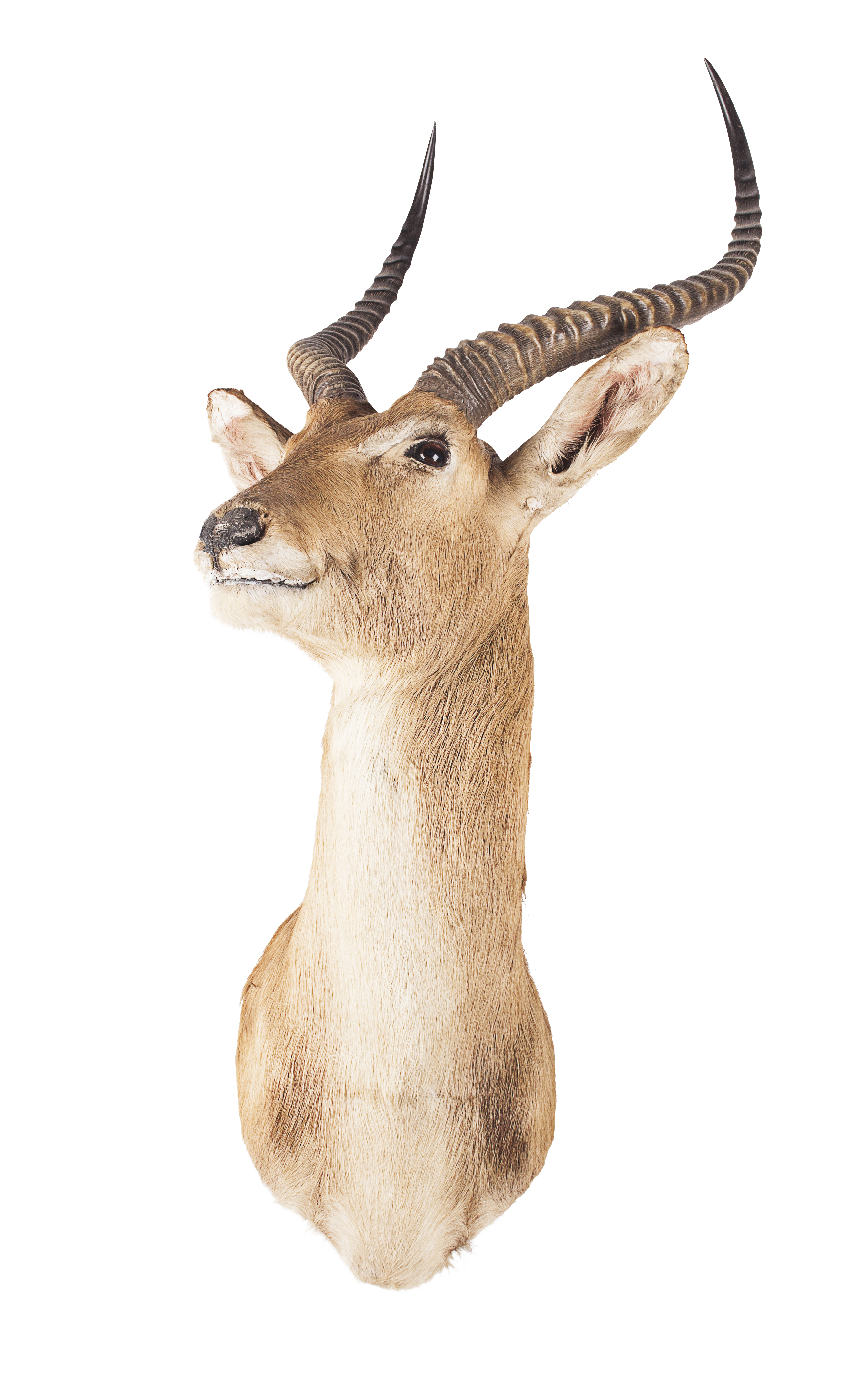 TAXIDERMY LECHWE HEAD AND NECK MOUNT, BY ROWLAND WARD LTD.