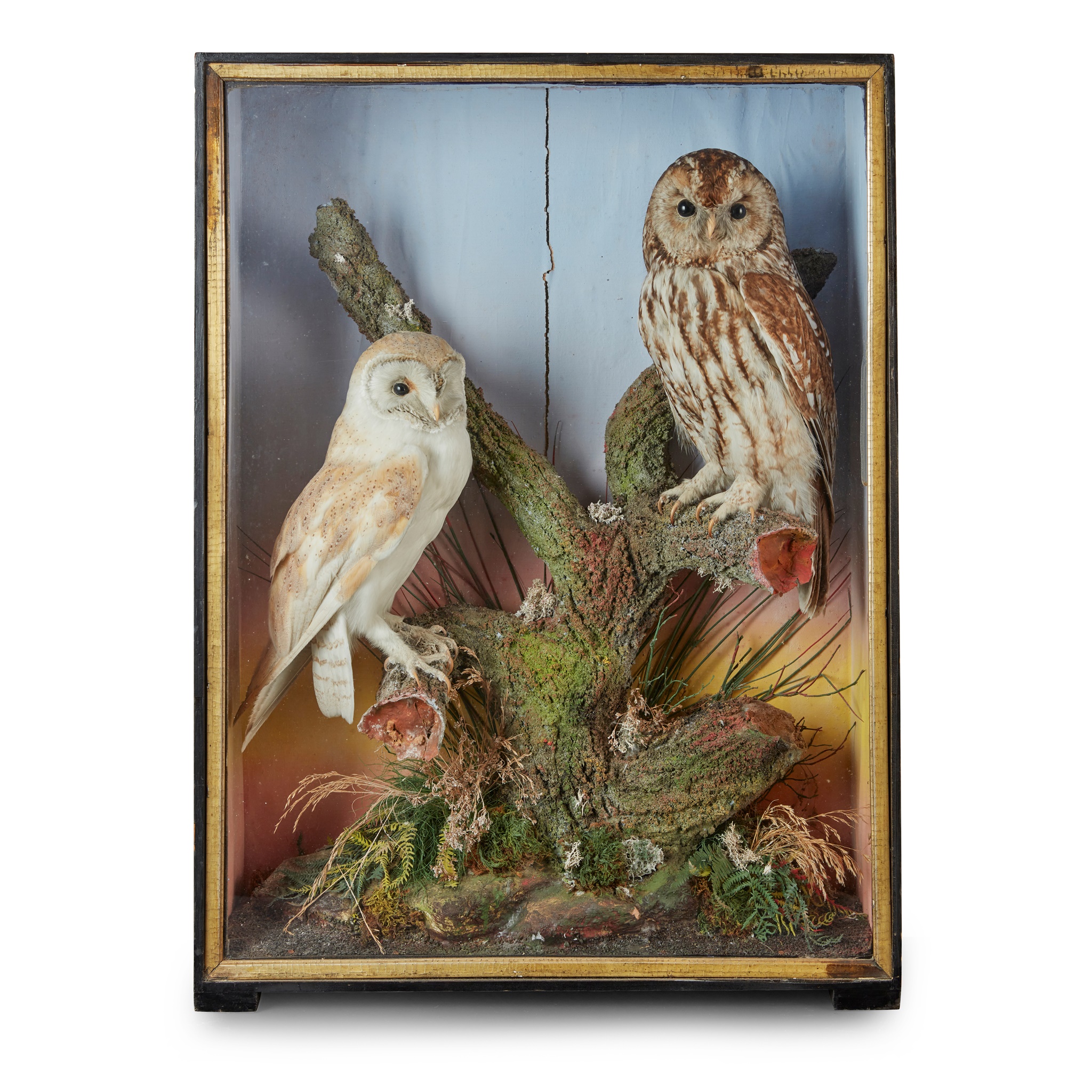 CASED TAXIDERMY OWL DIORAMA, J. HUTCHINGS, ABERYSTWYTH