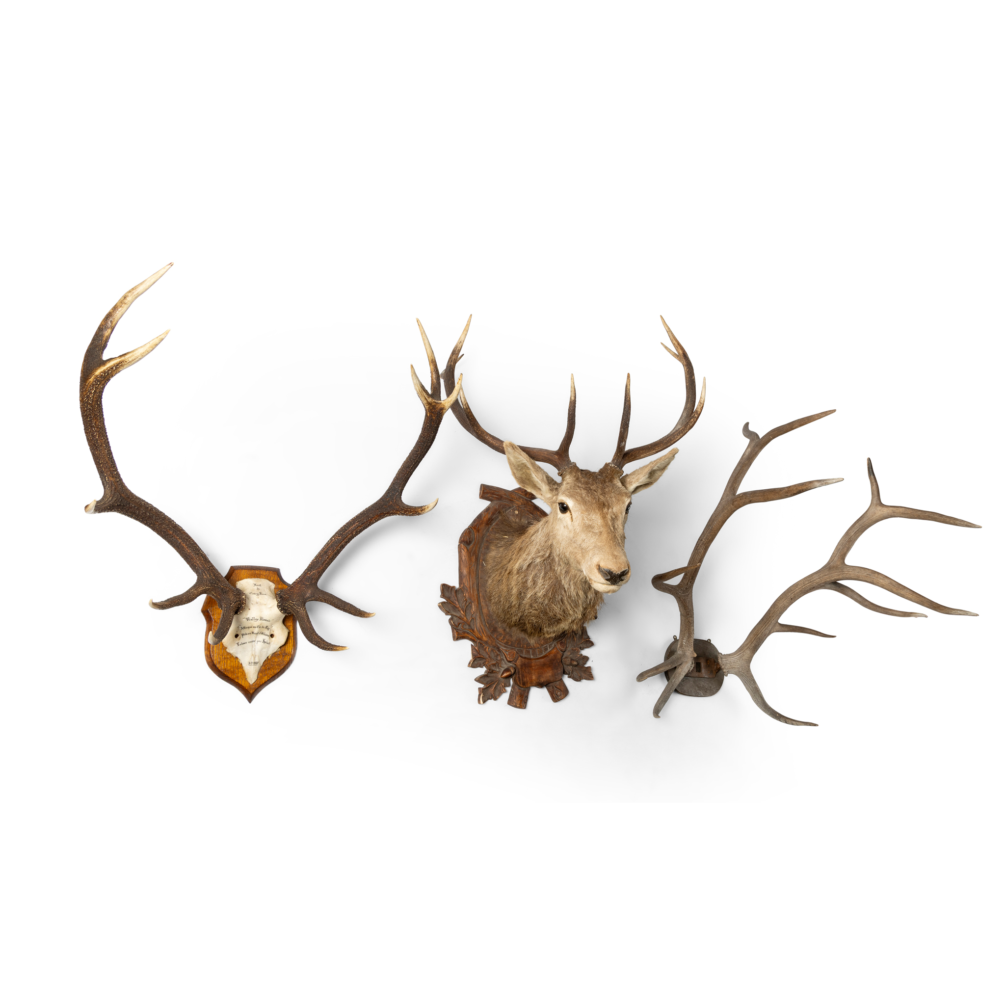 A MOUNTED EIGHT POINT STAG HEAD