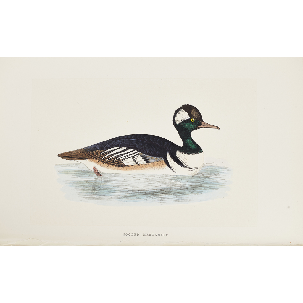 Morris, Rev. Francis Orpen