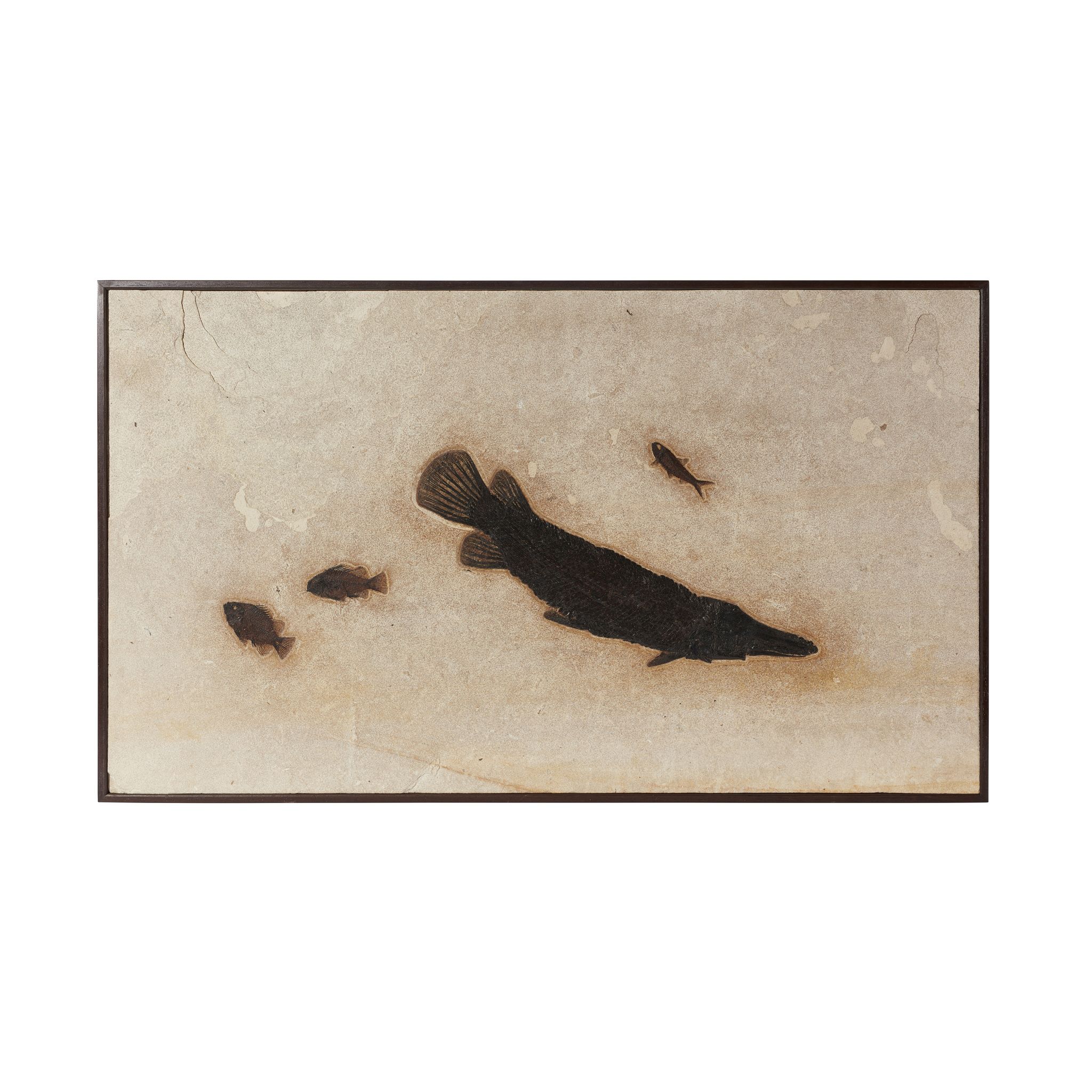 FINE GAR FISH FOSSIL