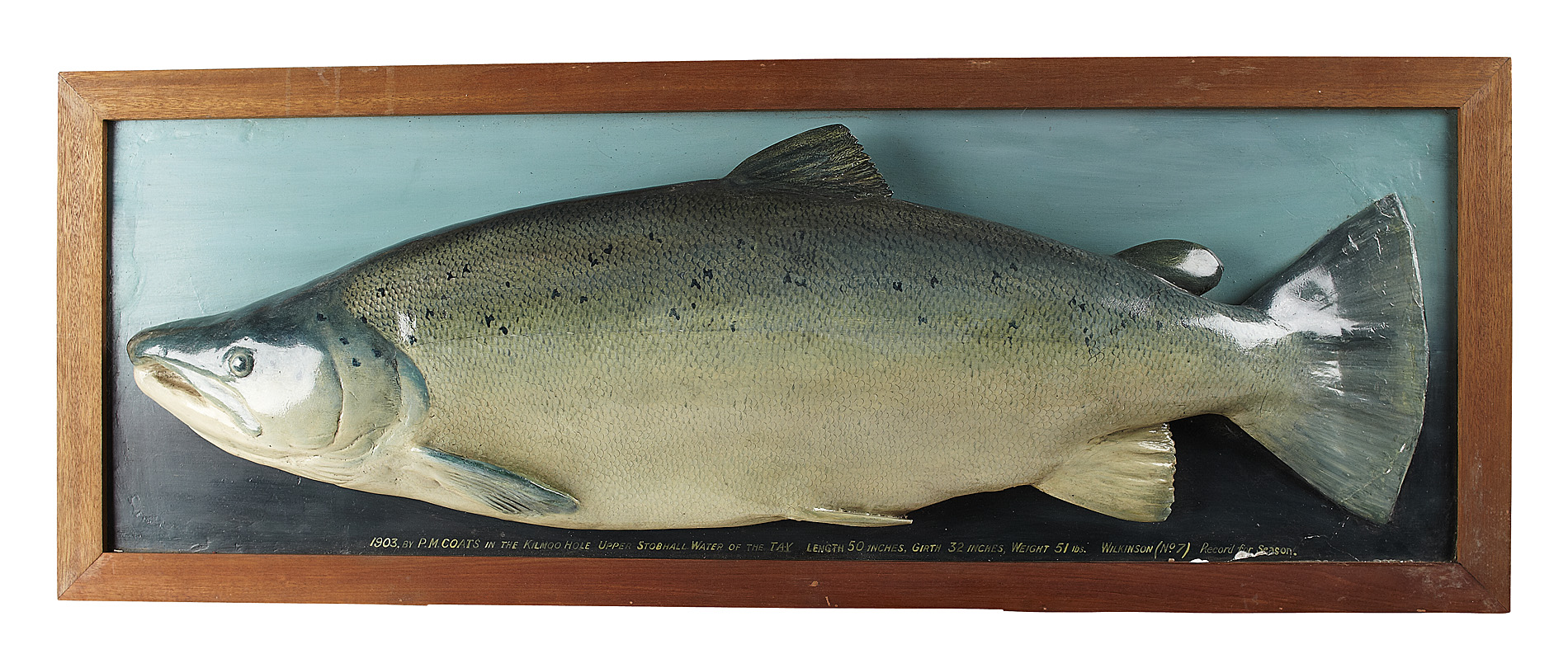 MOUNTED SALMON TROPHY