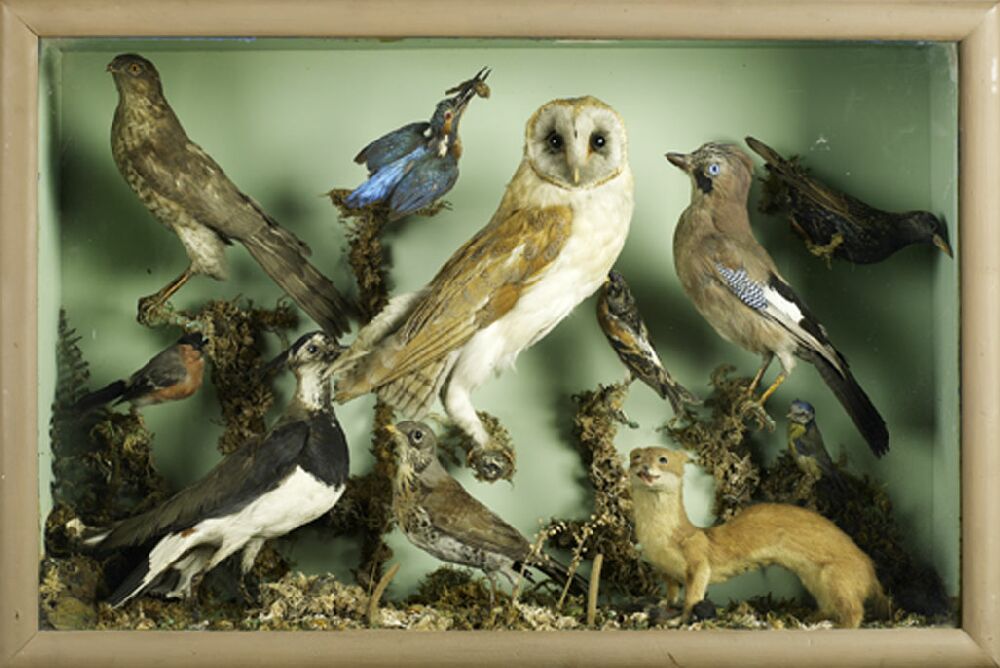 Taxidermy A late Victorian glazed case of birds and animals