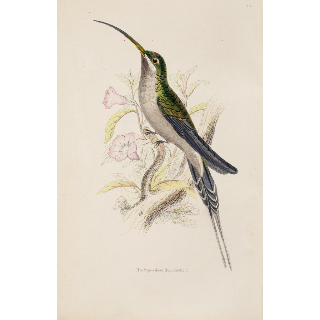 Jardine, Sir William SALEROOM NOTICE: AT LEAST 4 PLATES LACKING