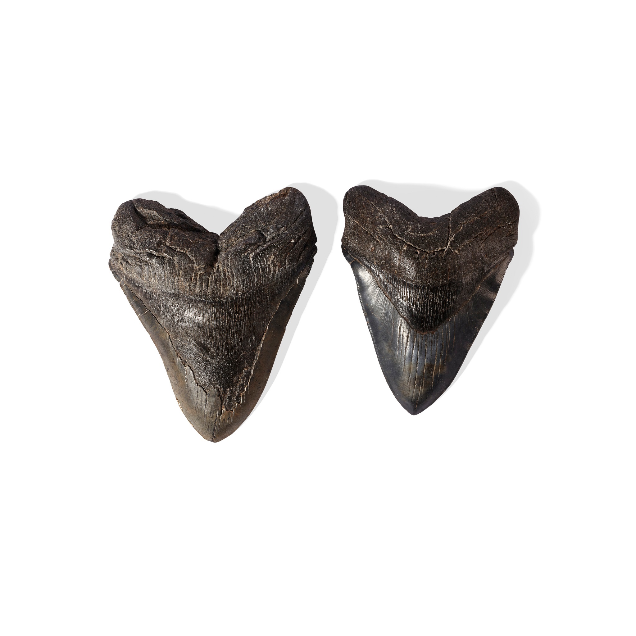 PAIR OF MEGALODON TEETH