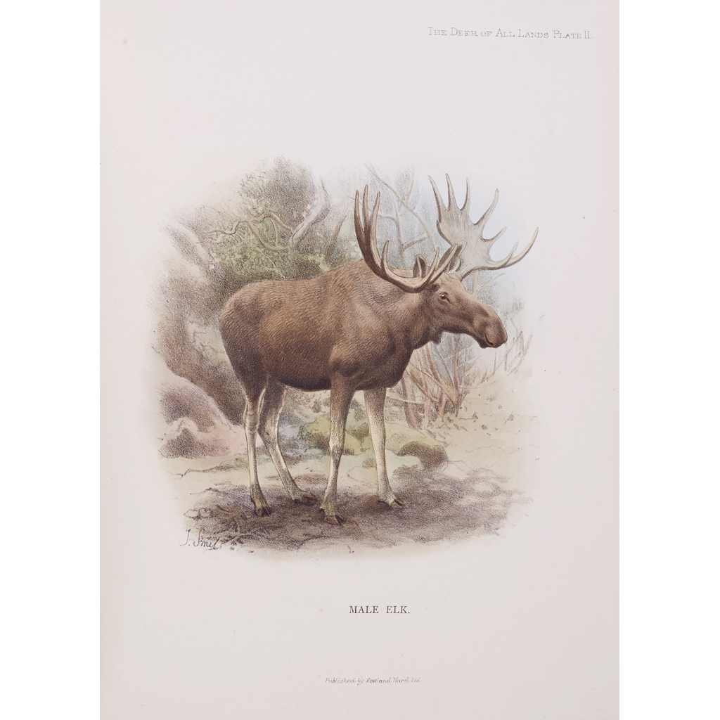 DEERSTALKING - LYDEKKER, R