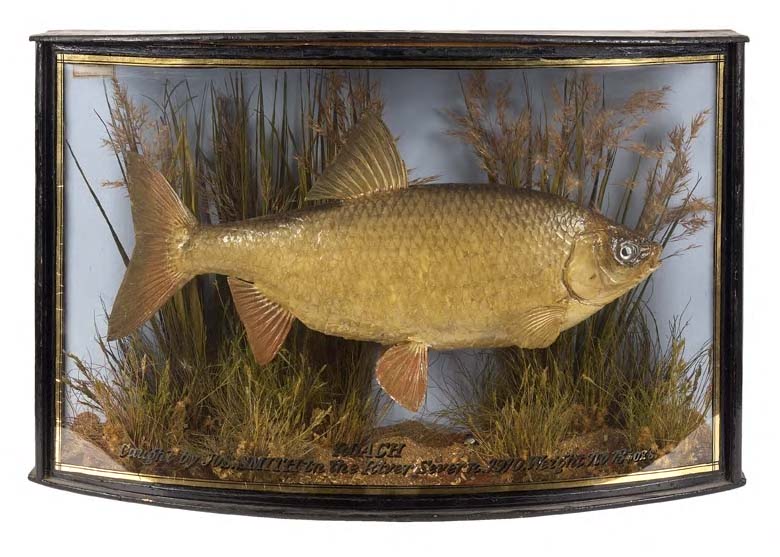 A stuffed and mounted roach,