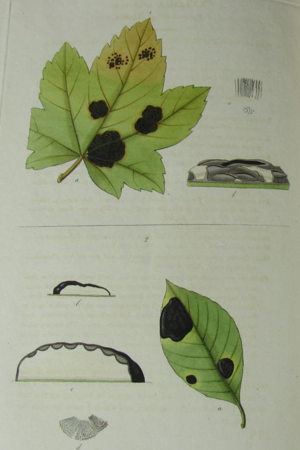 Greville, Robert Kaye