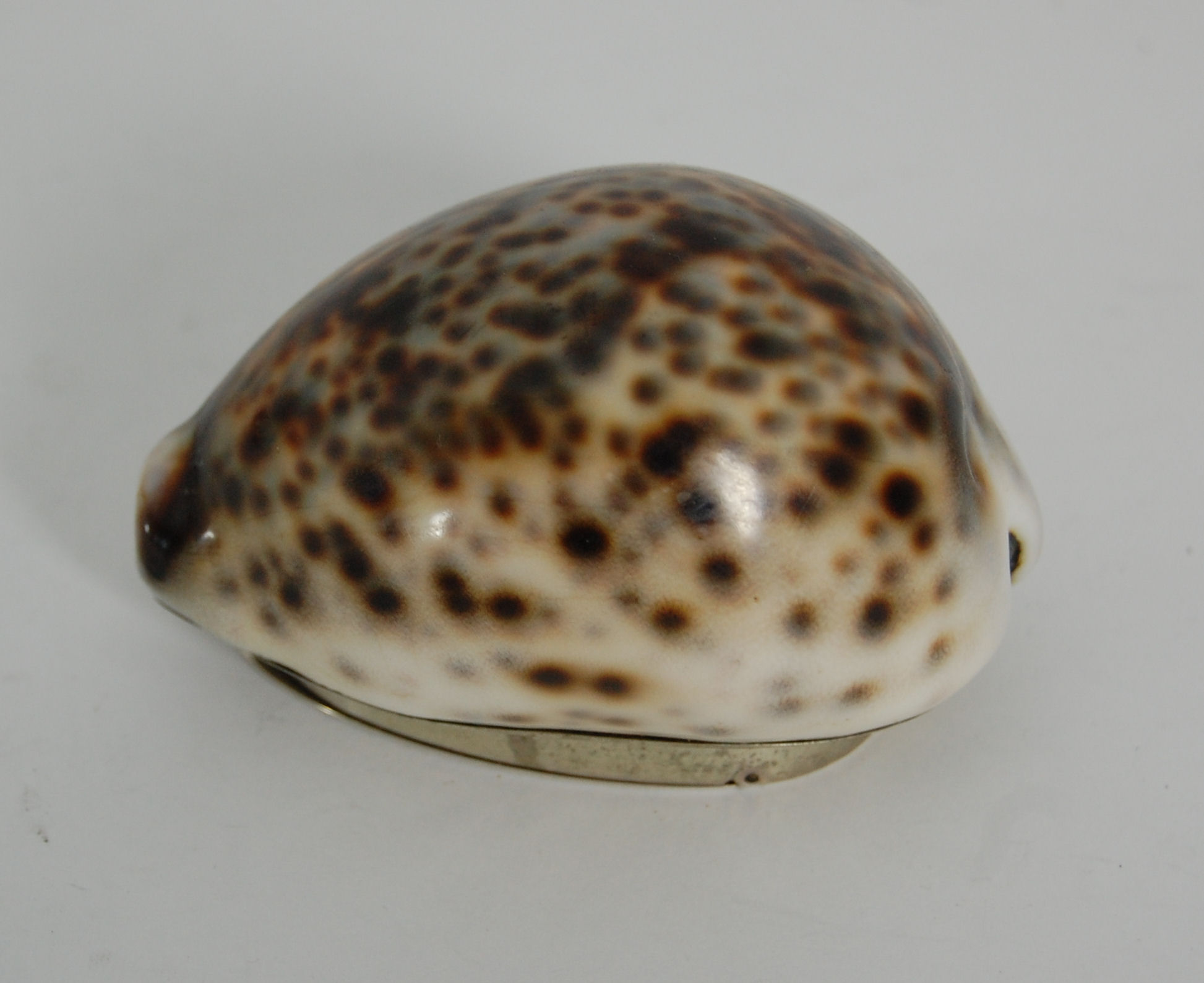 Dumfries - A Scottish provincial cowrie shell snuff box