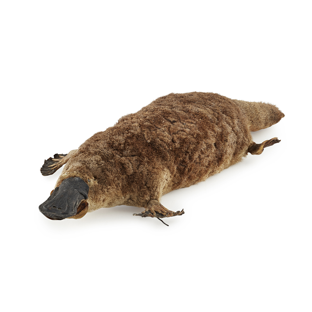 TAXIDERMY (DUCK BILLED) PLATYPUS