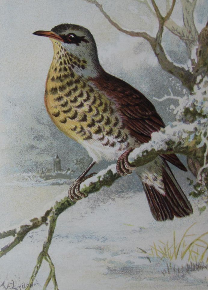 Seebohm, Henry - Extra-illustrated copy