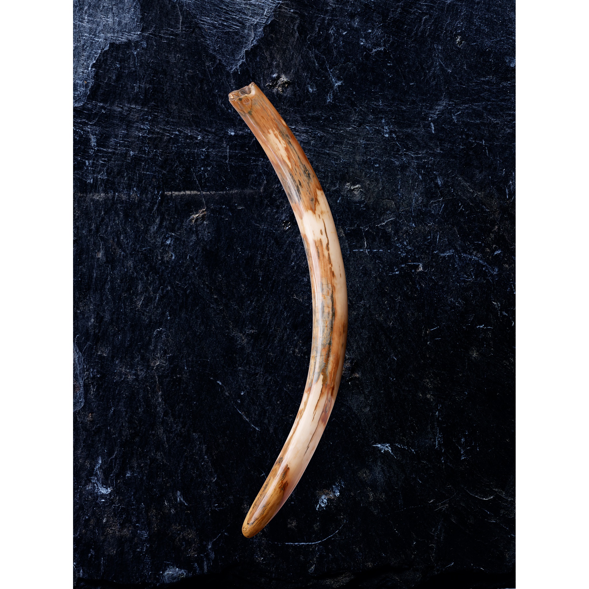 LARGE WOOLLY MAMMOTH TUSK, MAMMUTHUS PRIMIGENIUS