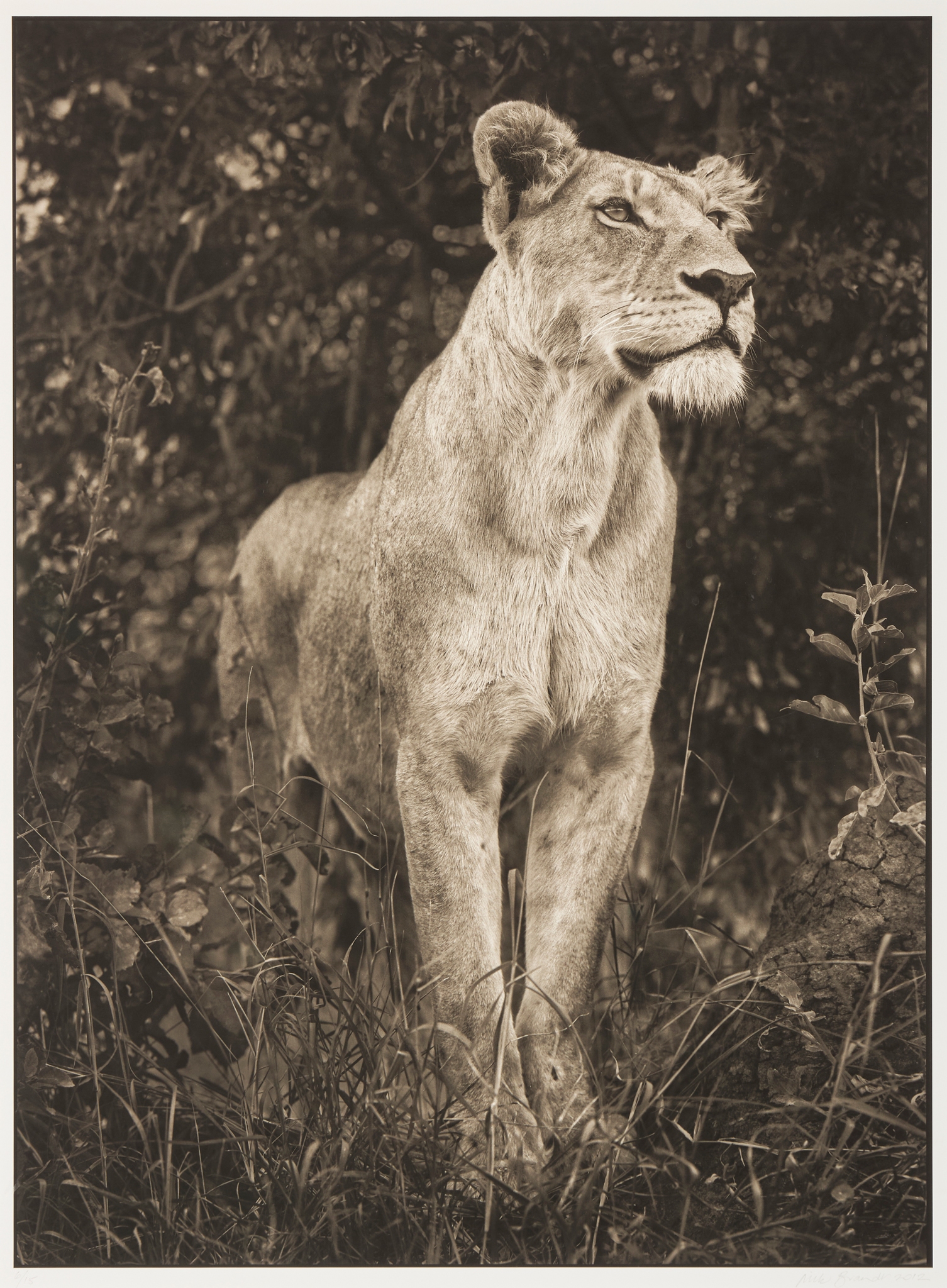 NICK BRANDT (BRITISH 1964-)
