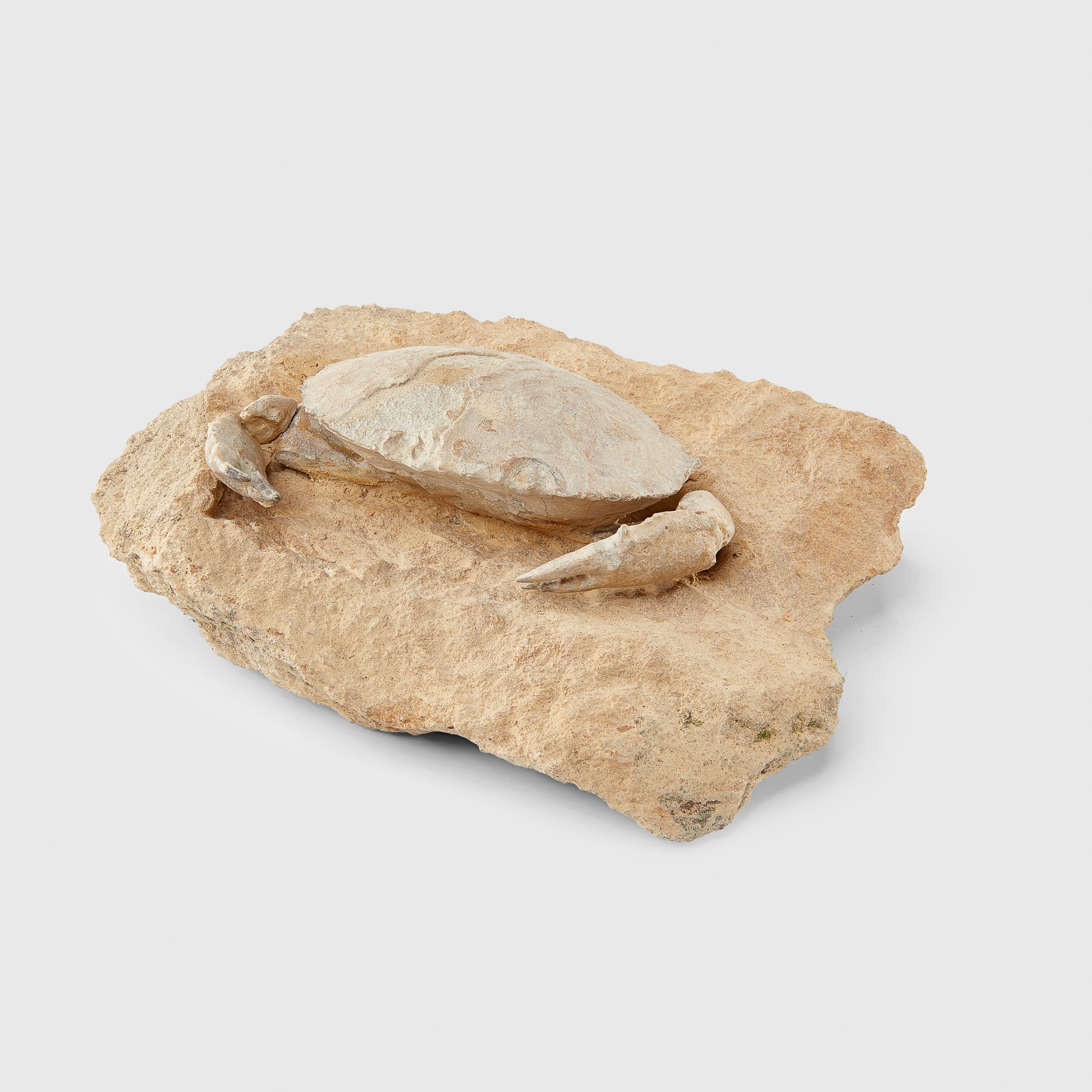 ARCHAEOGERYON CRAB FOSSIL