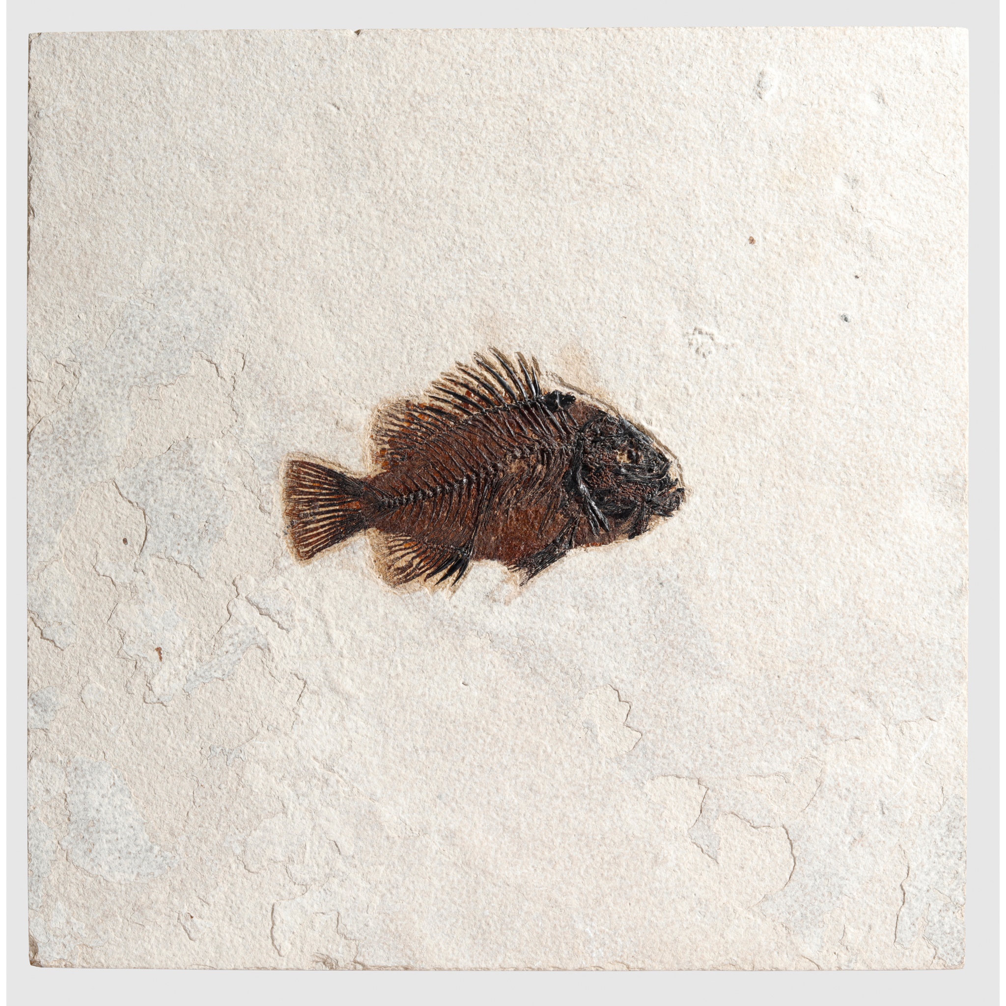 GREEN RIVER FISH PLAQUE