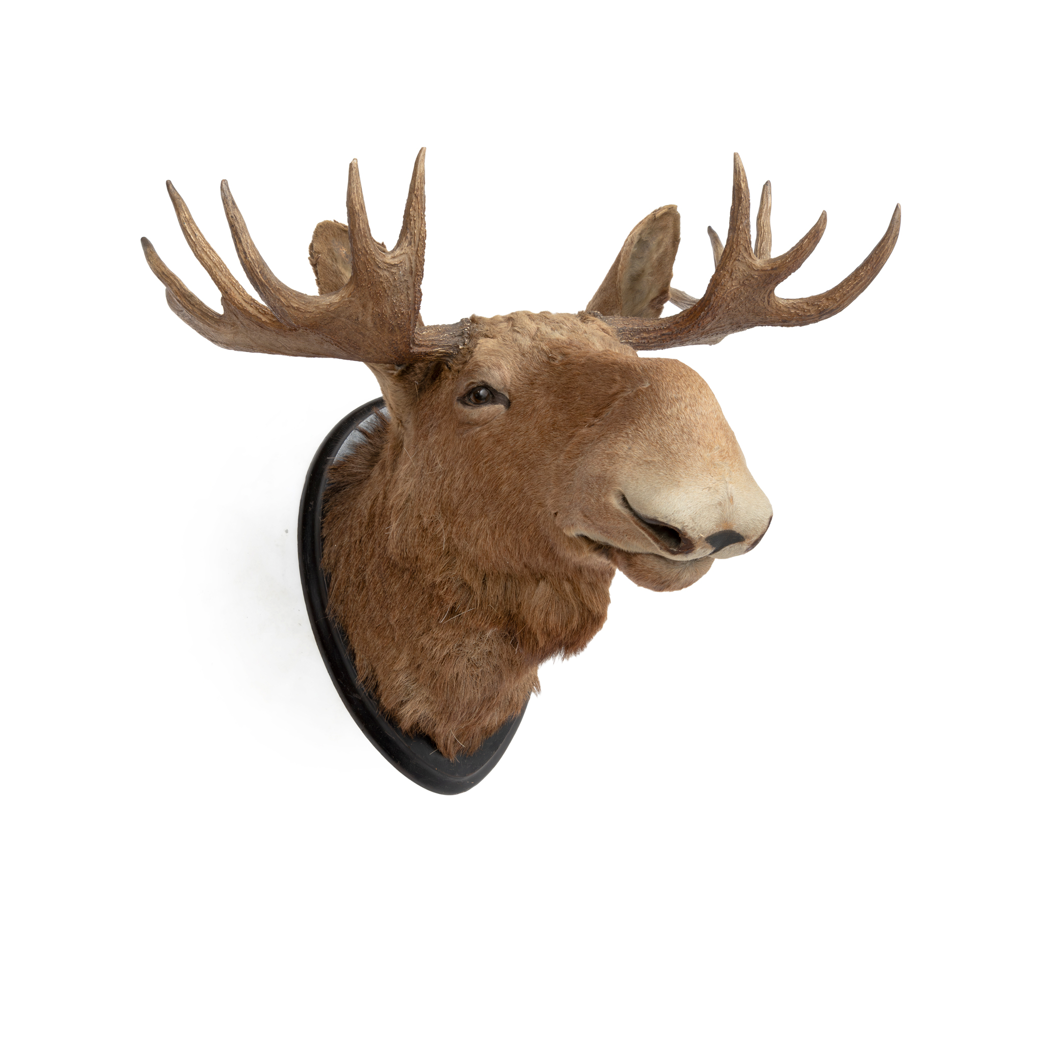 TWO MOUNTED MOOSE HEADS