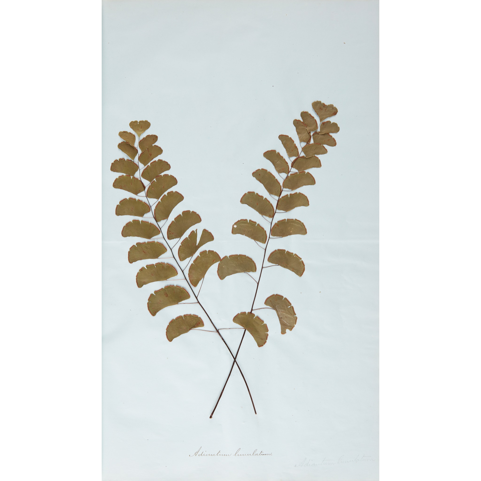 South American botanical album