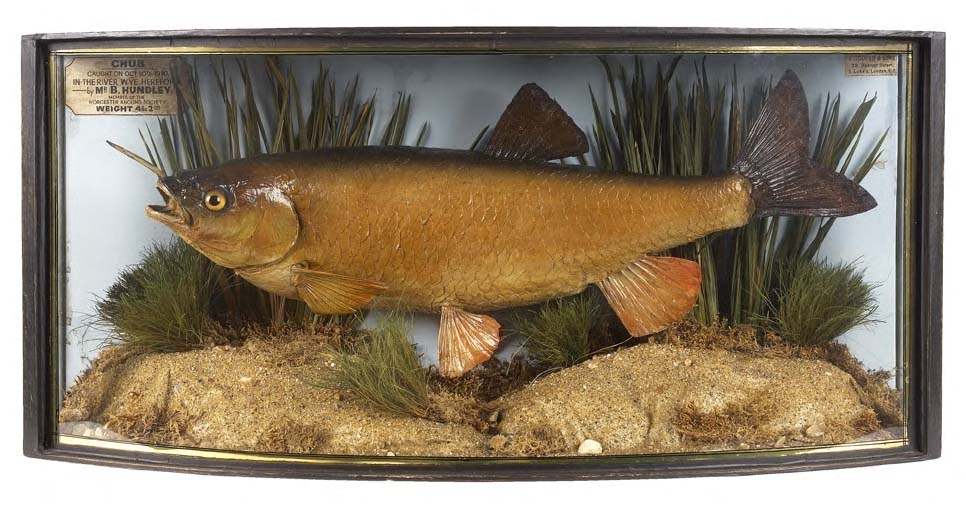 A stuffed and mounted chub,