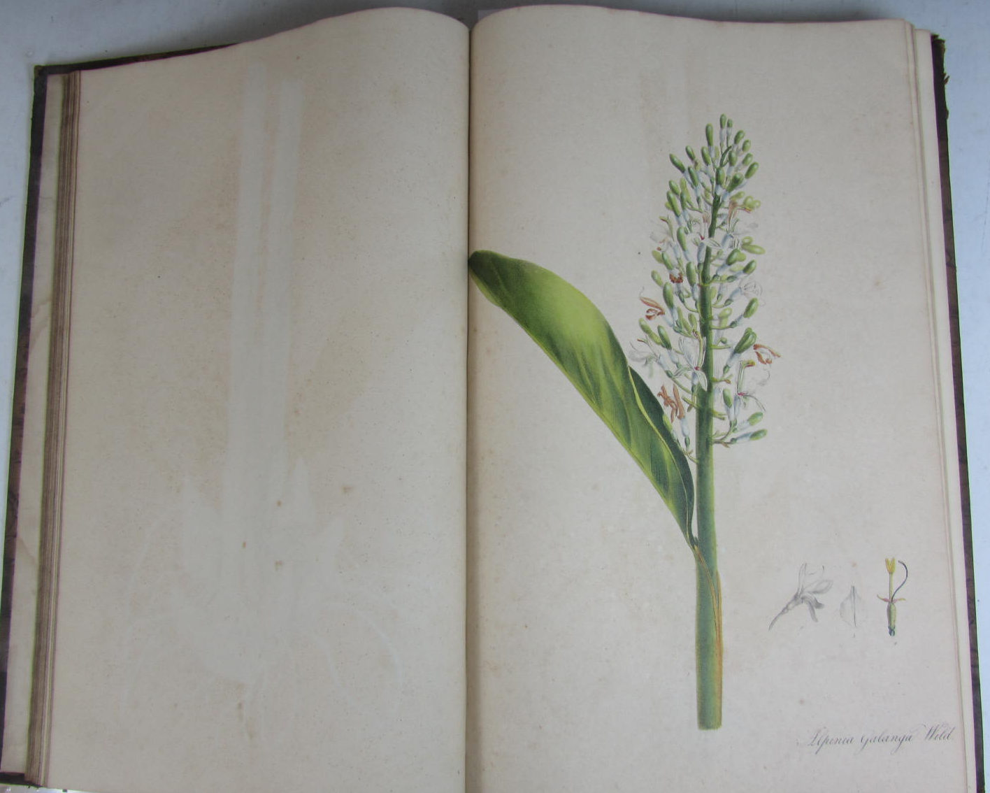 Nees von Esenbeck, T.F.L.