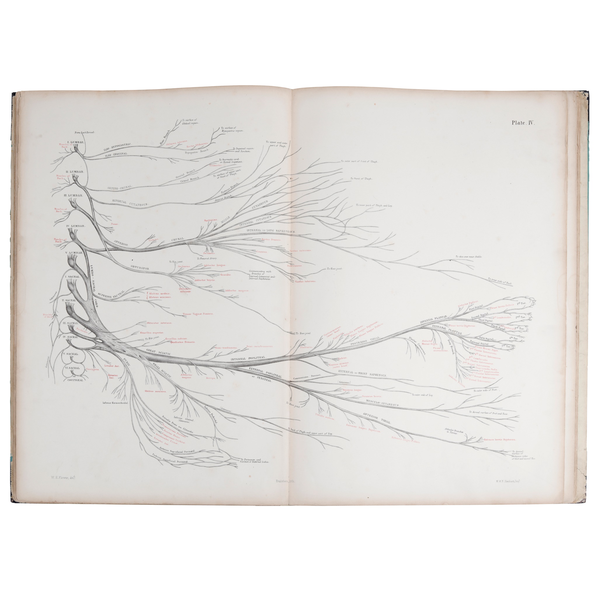 A collection of Medical Books