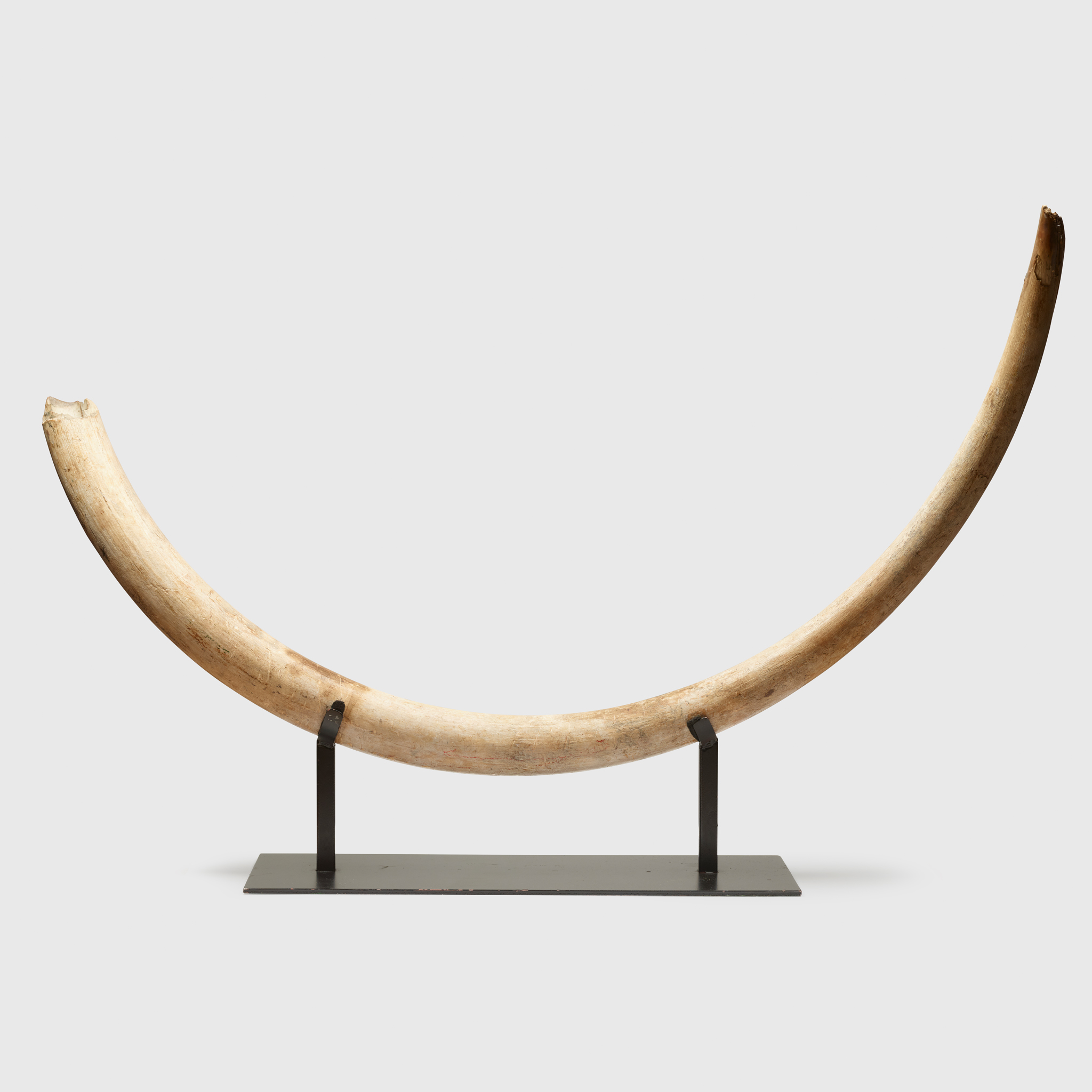 LARGE WOOLLY MAMMOTH TUSK, MAMMUTHUS PRIMIGENIUS