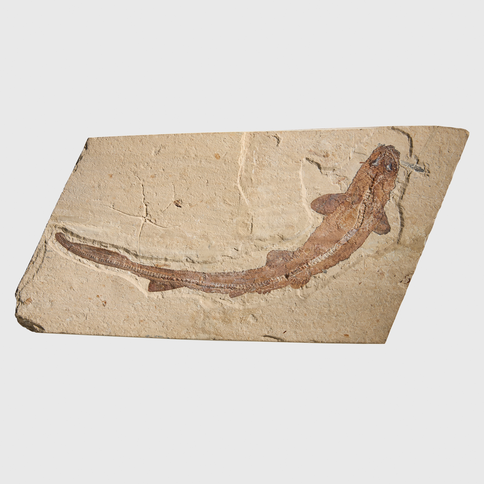 LARGE SHARK FOSSIL PLATE