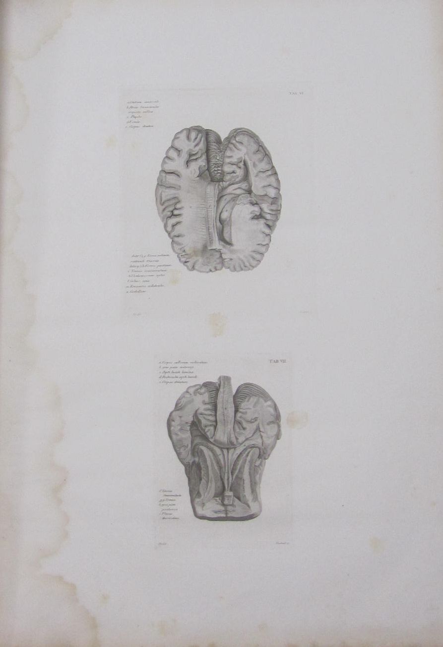 Langenbeck, Conrad Johann Martin