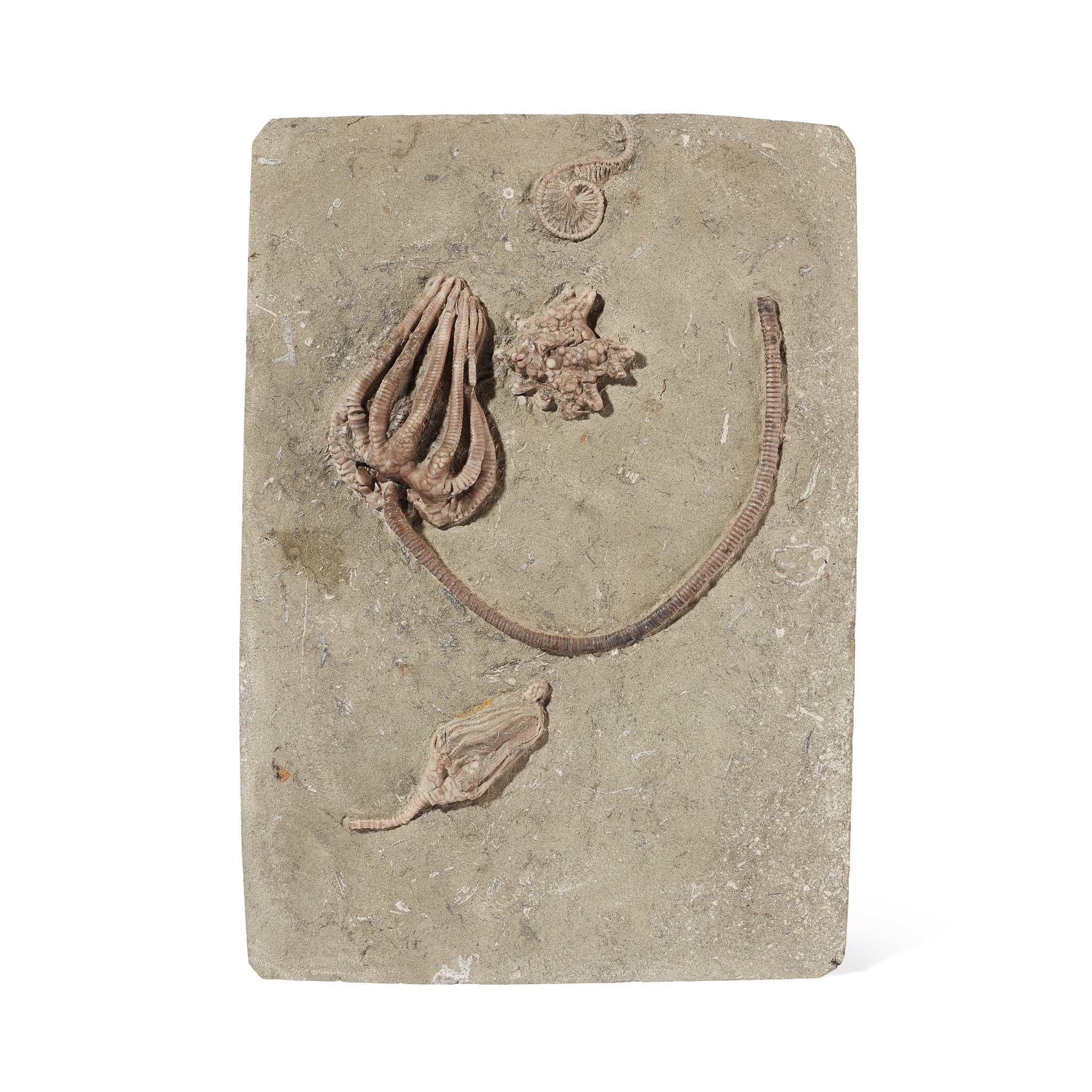 CRINOID PLAQUE