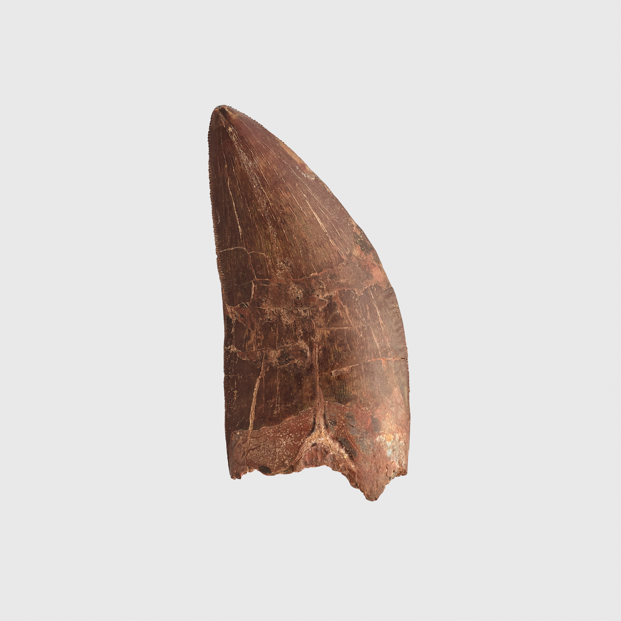 LARGE DINOSAUR TOOTH, CARCHARODONTOSAURUS SAHARICUS