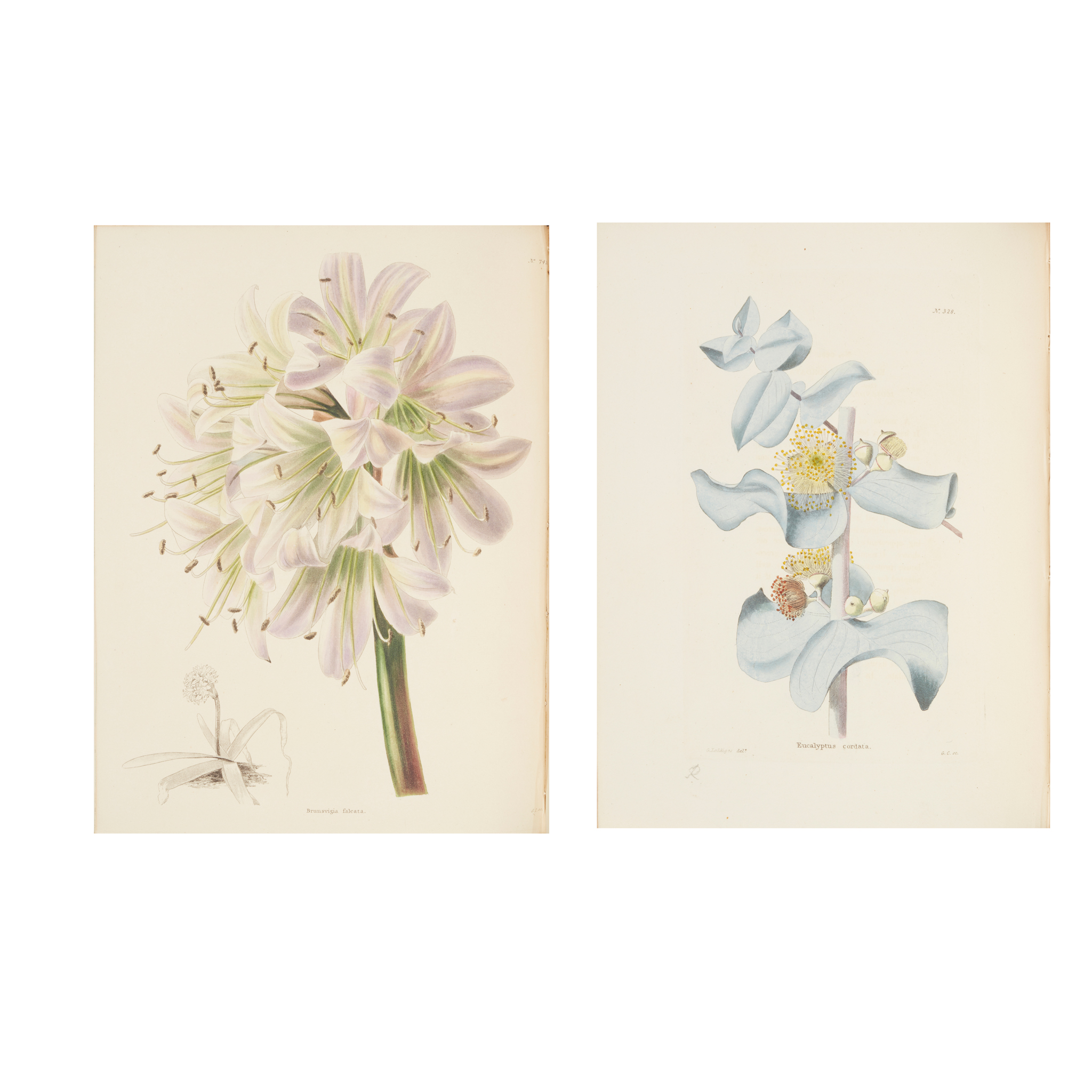 Conrad Loddiges & Sons & George Cooke, illustrator