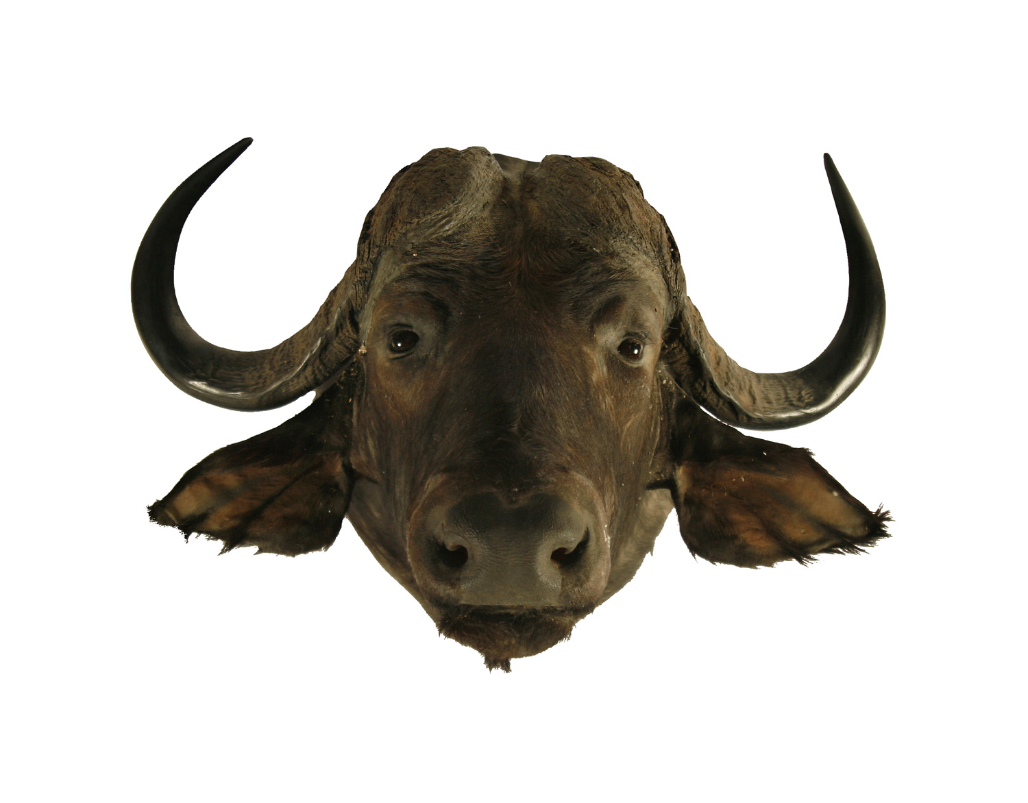 TAXIDERMY - CAPE BUFFALO HEAD MOUNT